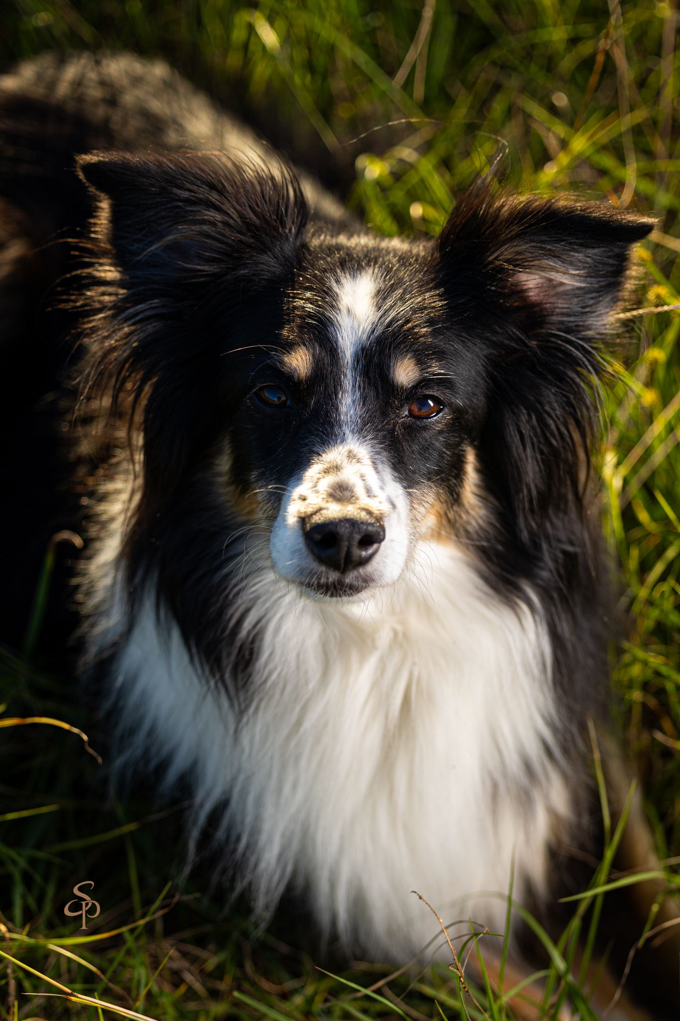 A black and white Border Collie with striking eyes poses in tall grass with sunlit fur.