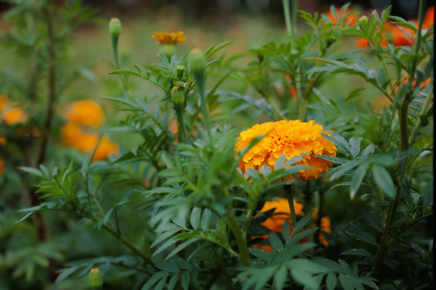 Bright orange marigold flowers blooming in a garden with green foliage.