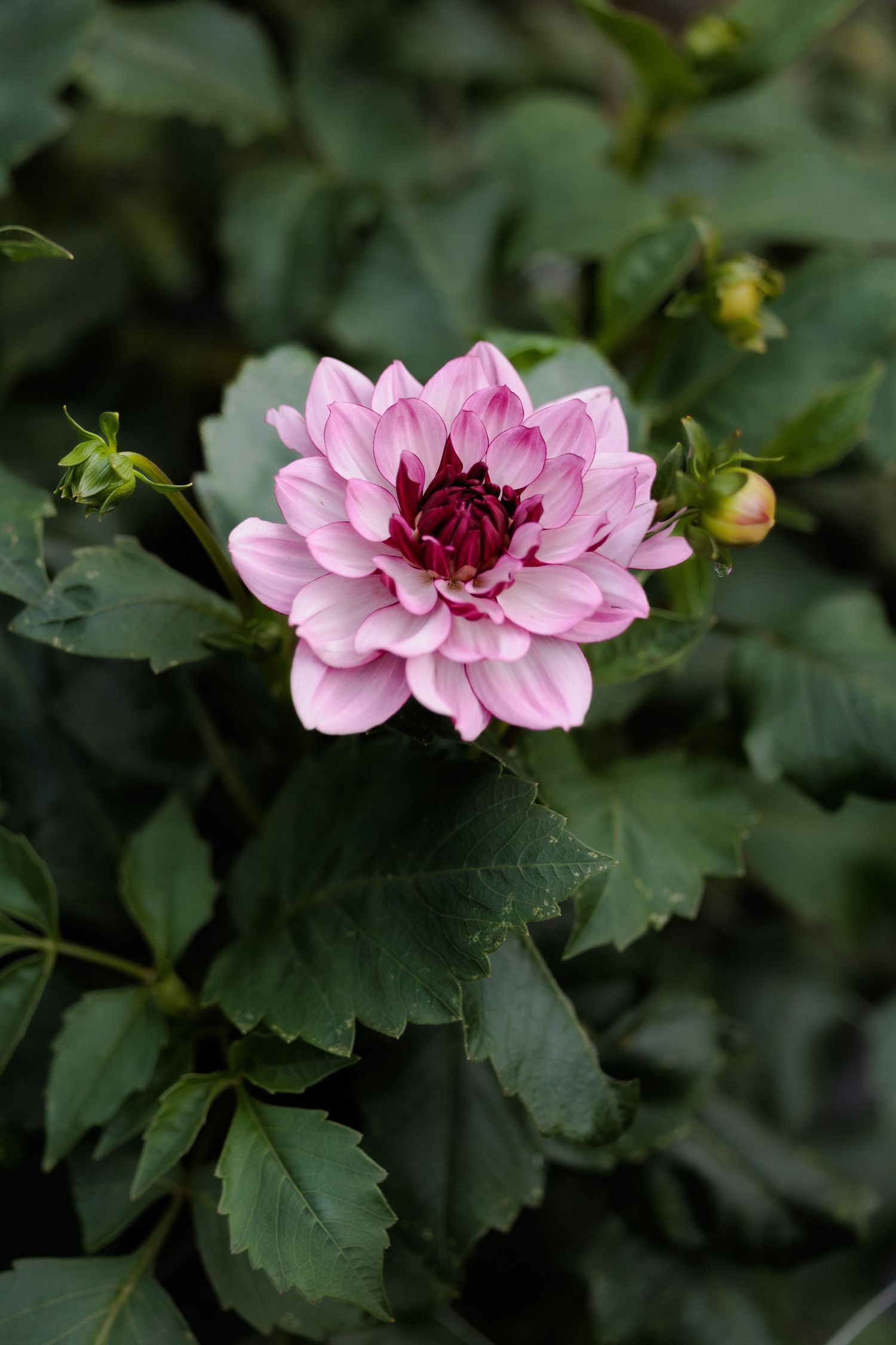 Pink dahlia flower in full bloom with dark green foliage background.
