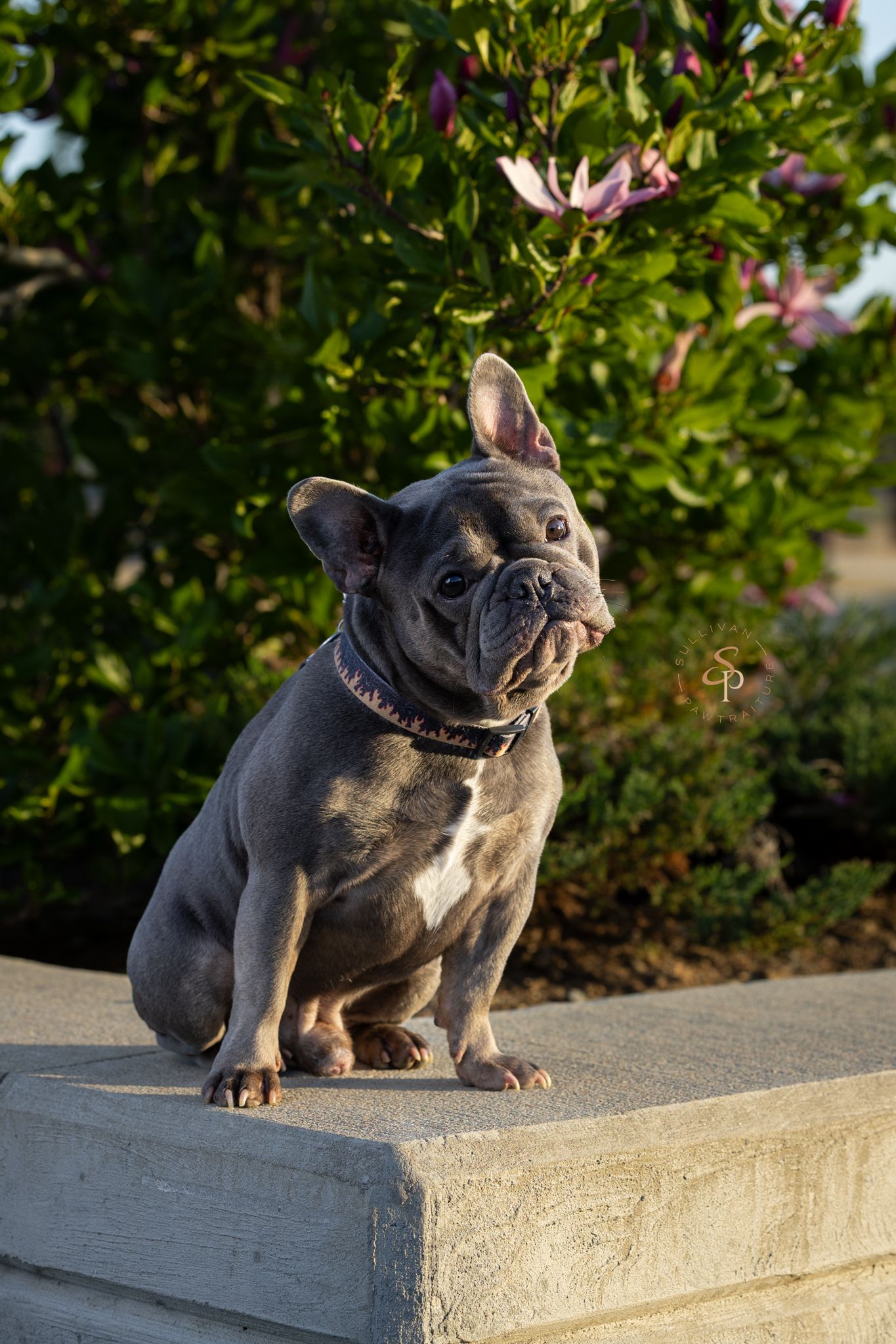 A blue French Bulldog sits on a stone ledge with pink magnolia flowers and green foliage in the background.
