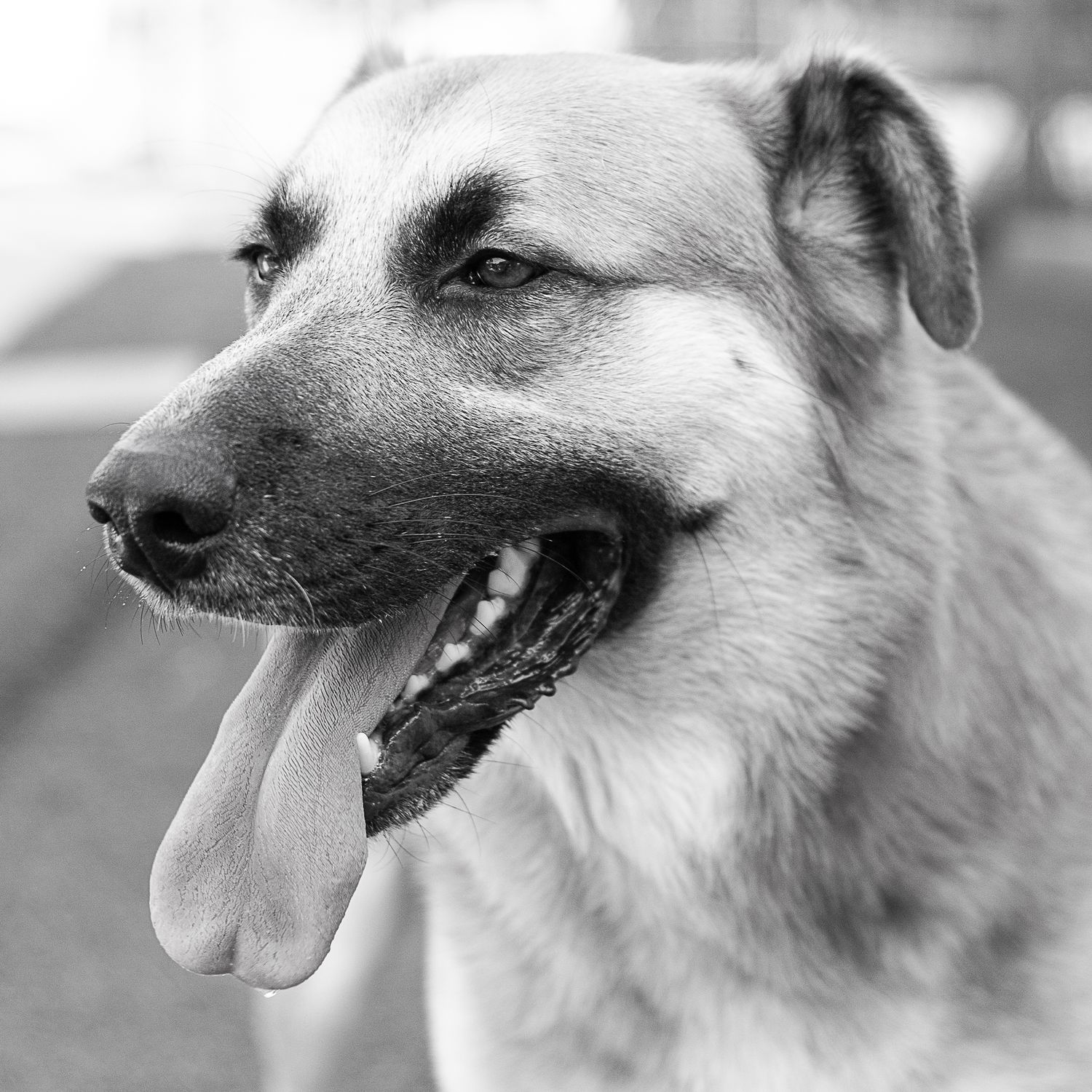 Close-up portrait of a German Shepherd mix dog with tongue out in black and white.