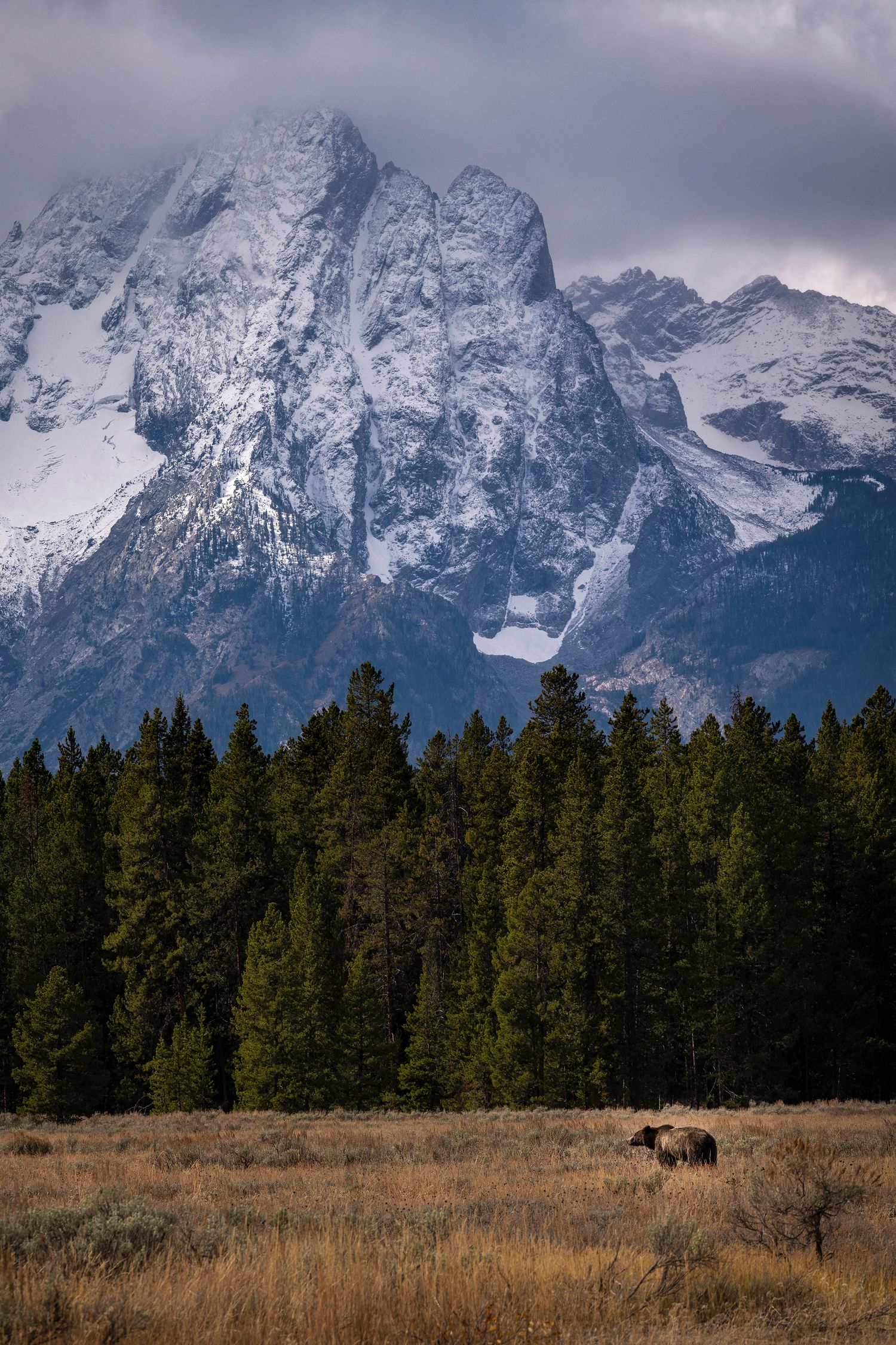 Snow-capped Grand Teton peaks tower over pine forests with buffalo grazing in the foreground meadow.