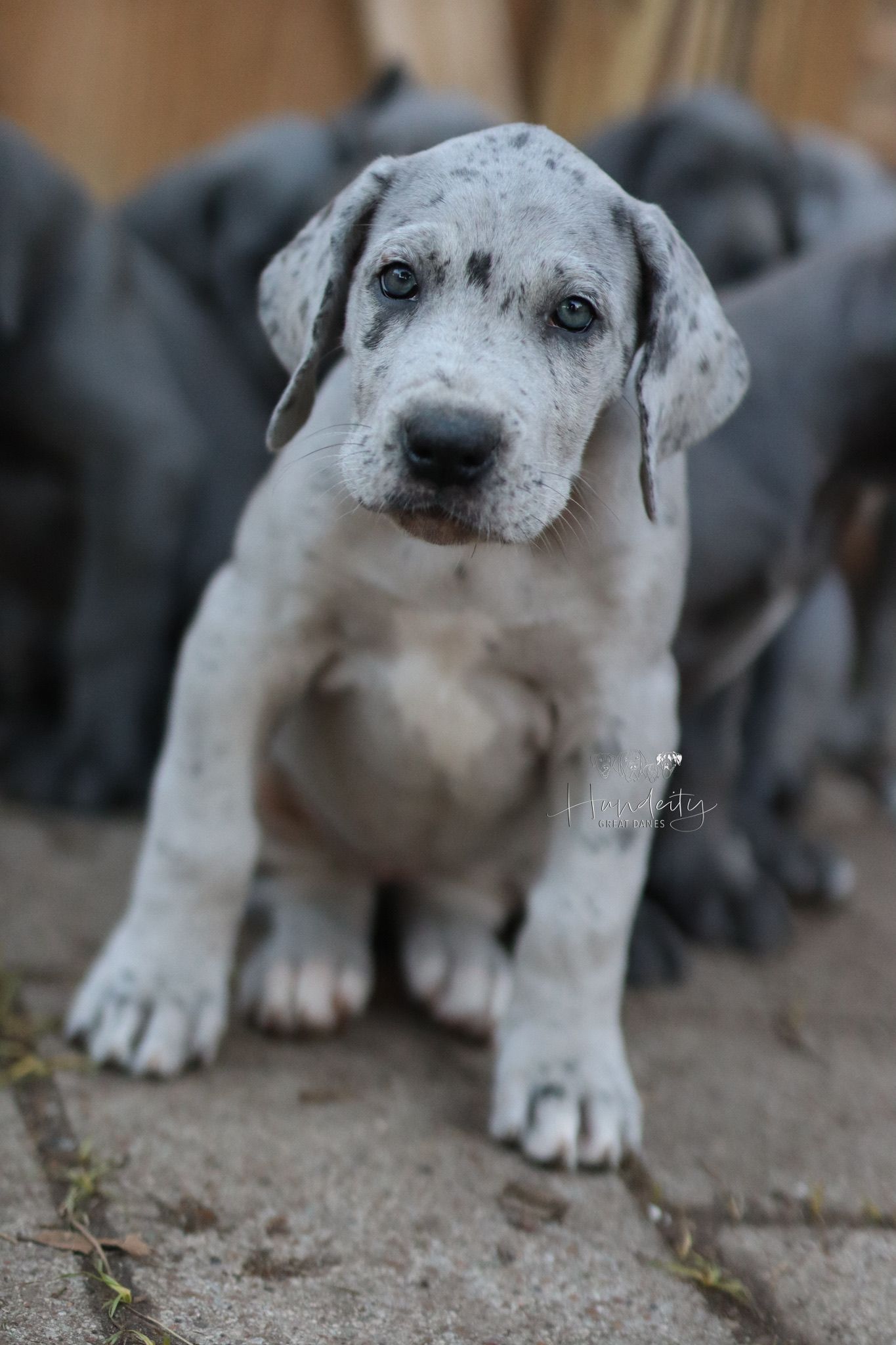 An adorable spotted puppy with grey and white markings looks curiously at the camera while sitting on concrete ground.