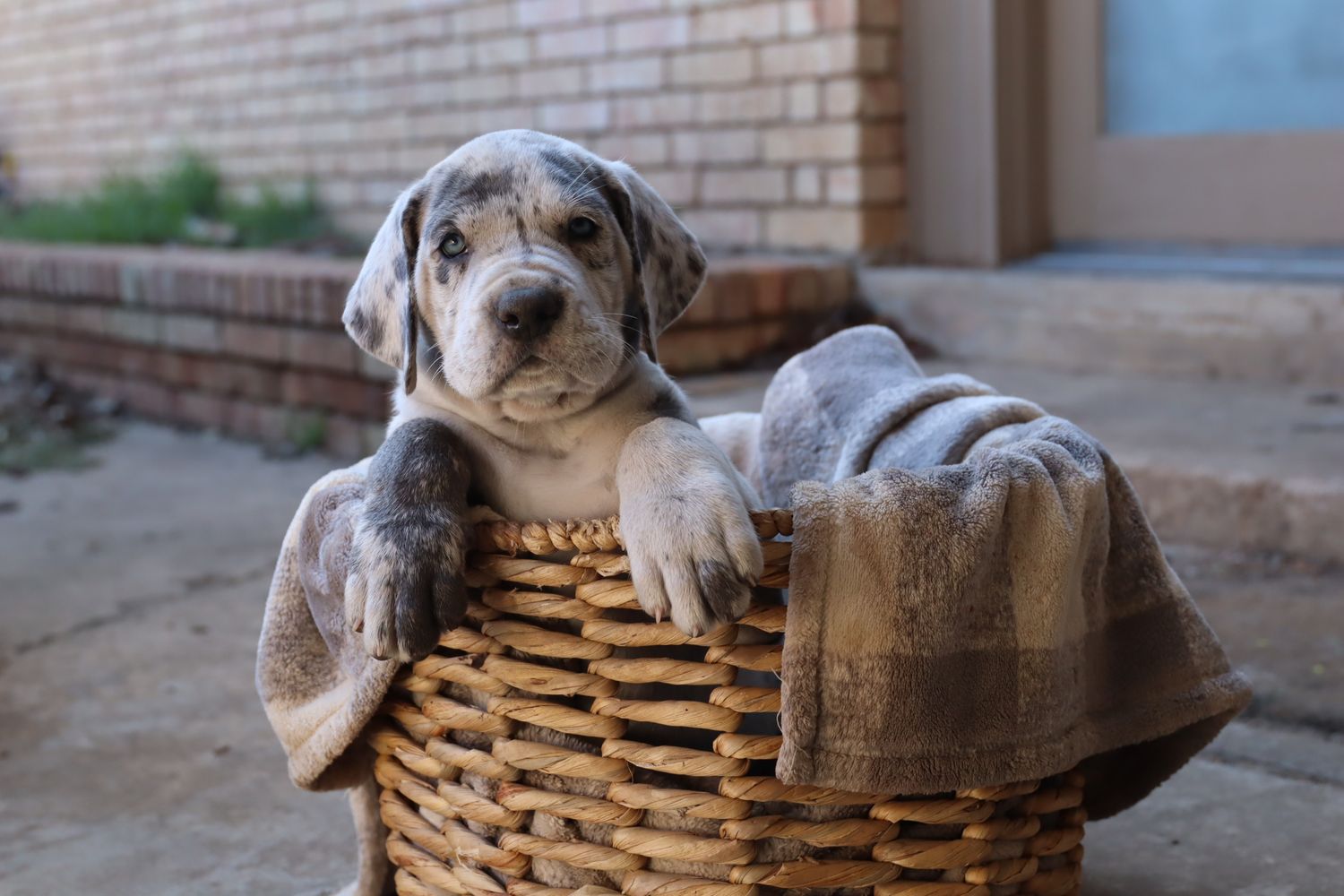 A cute gray seal pup rests comfortably in a woven wicker basket on a brick patio.