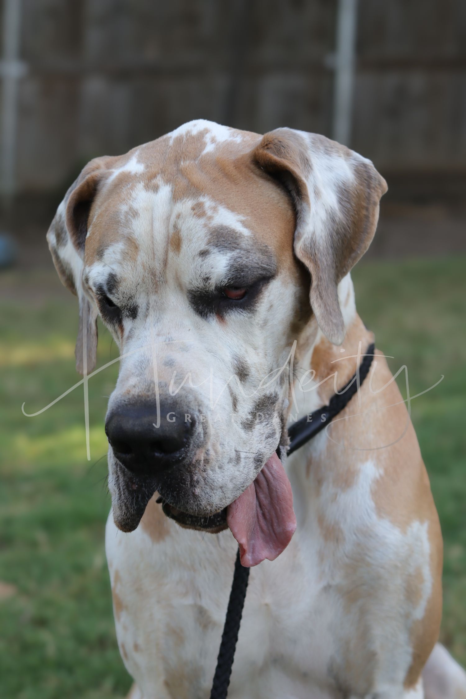 A large Great Dane dog with white and tan spotted coat, tongue out, wearing a black collar outdoors.