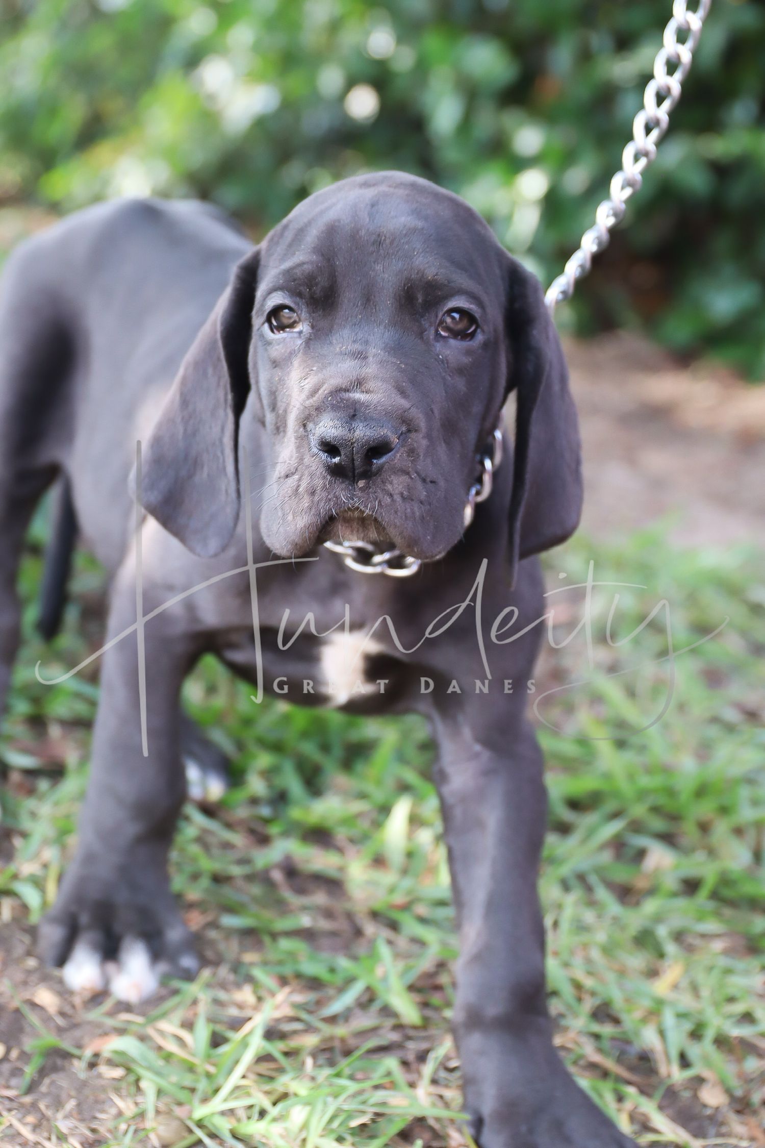 A young black Great Dane puppy on a chain leash stands outdoors with droopy ears and a curious expression.