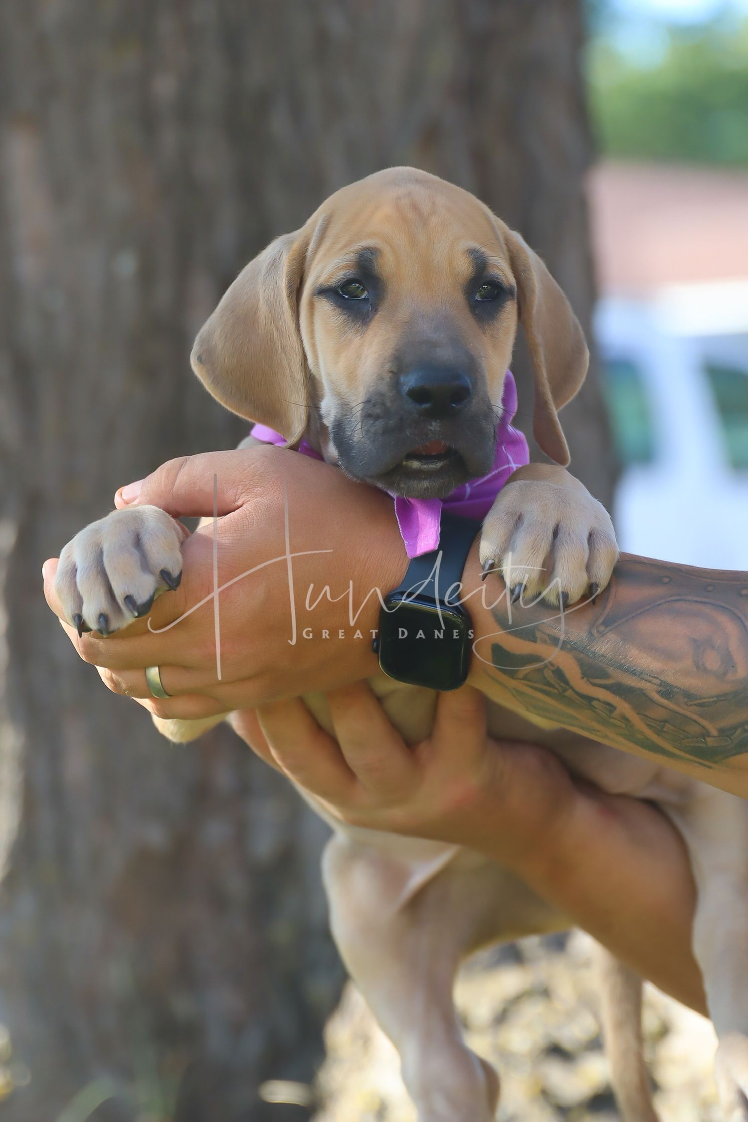 Adorable puppy playfully bites and holds a brown leather cowboy boot in a series of progressive shots outdoors.