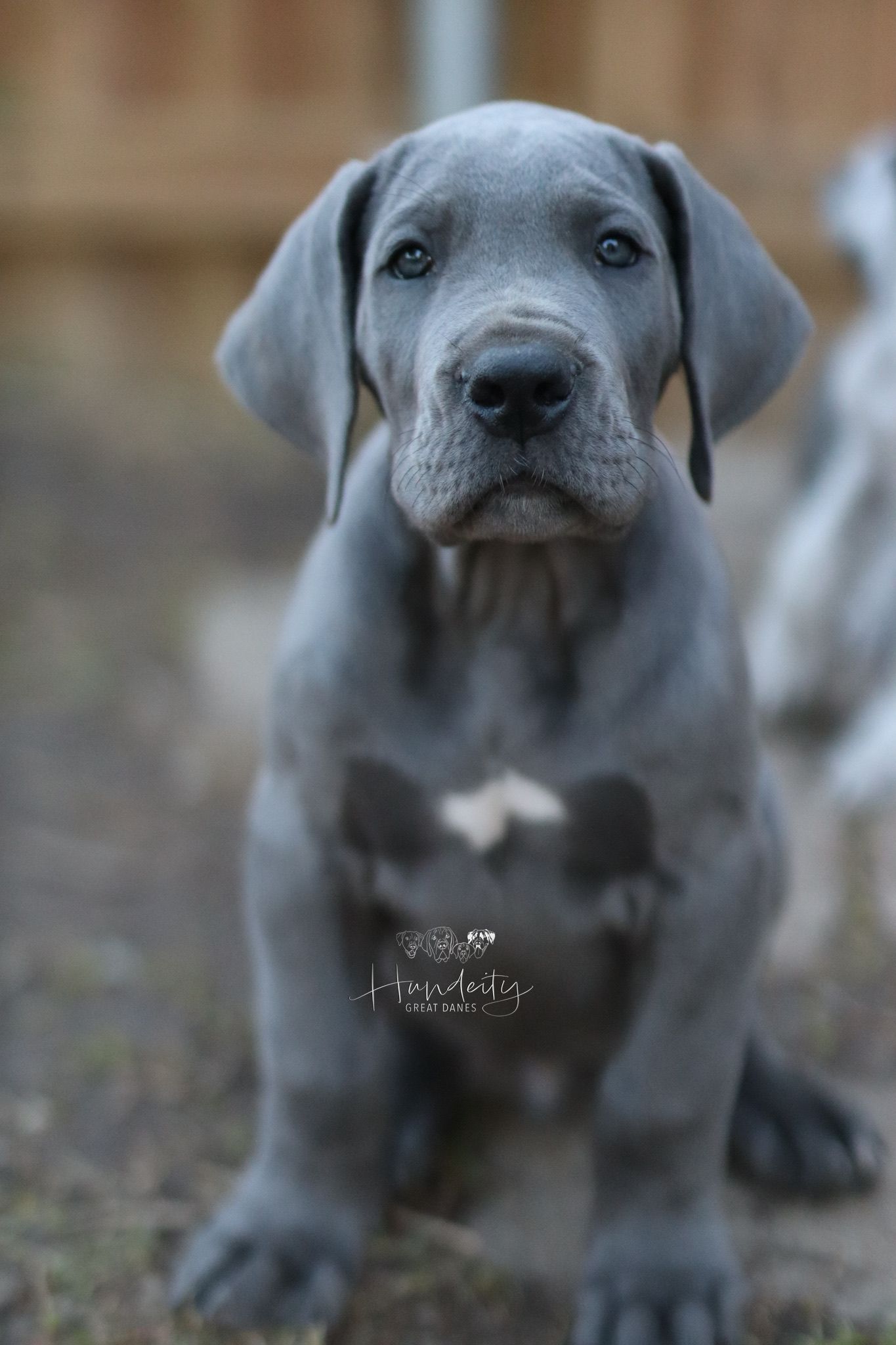 Close-up portrait of a gray Great Dane puppy with soulful eyes and wrinkled face looking at camera.