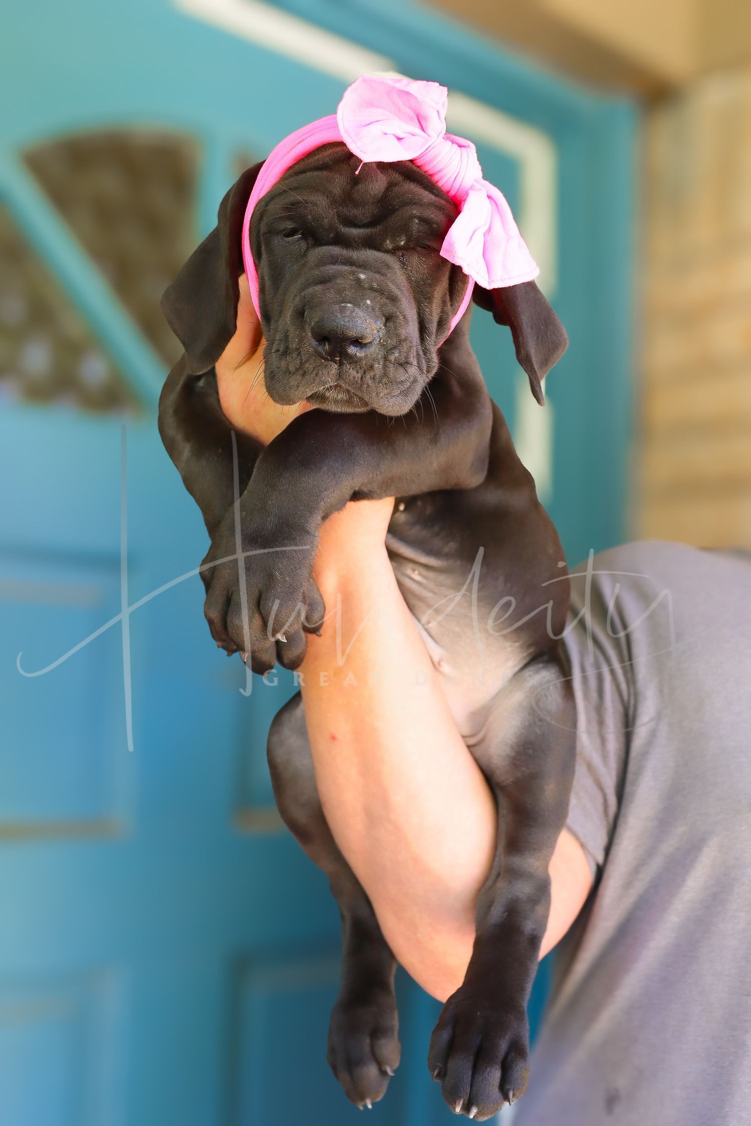 Kimberly - Black Female Great Dane