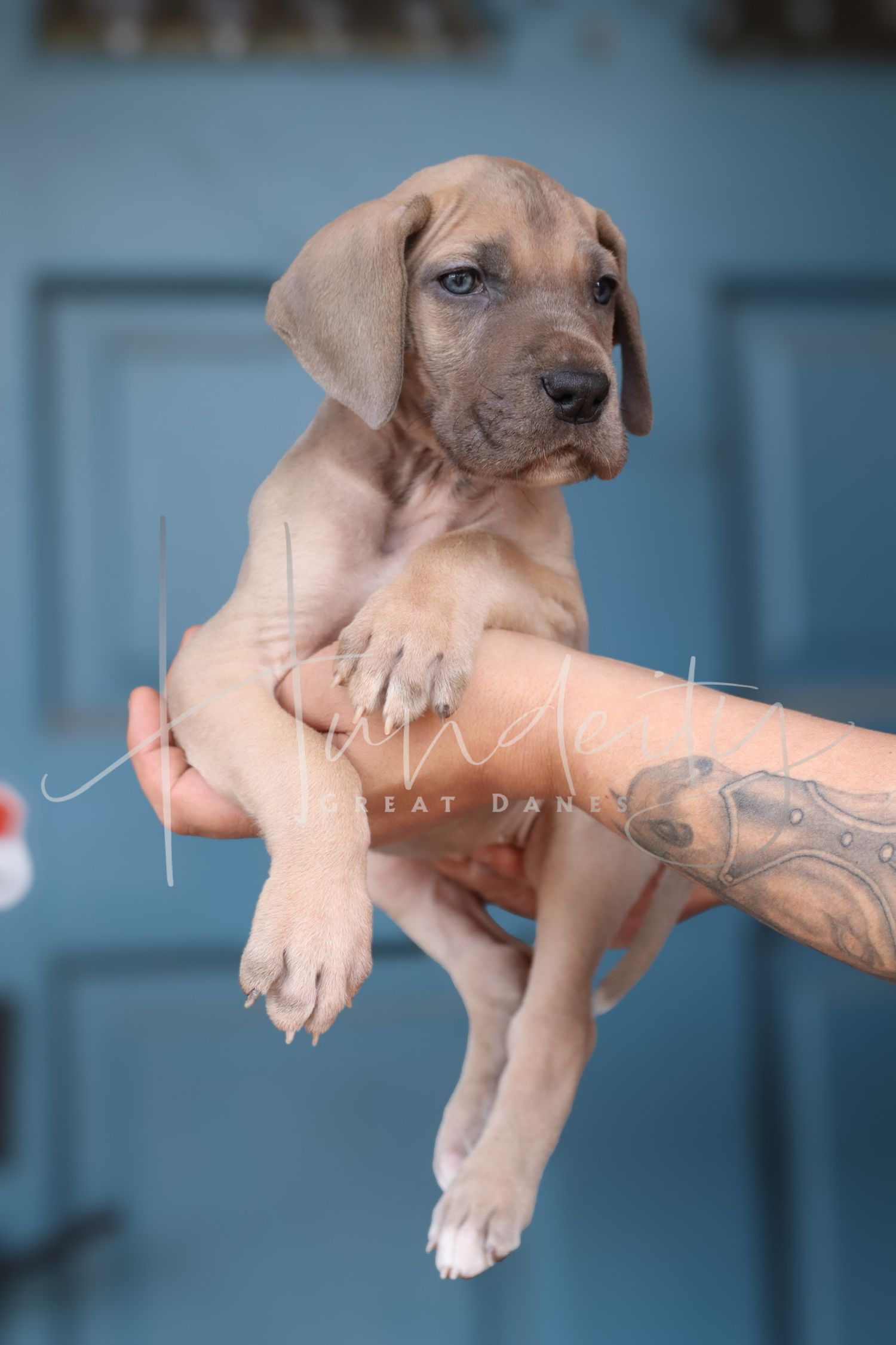 Adorable Great Dane puppy with light brown fur being held by tattooed arms against a blue background.