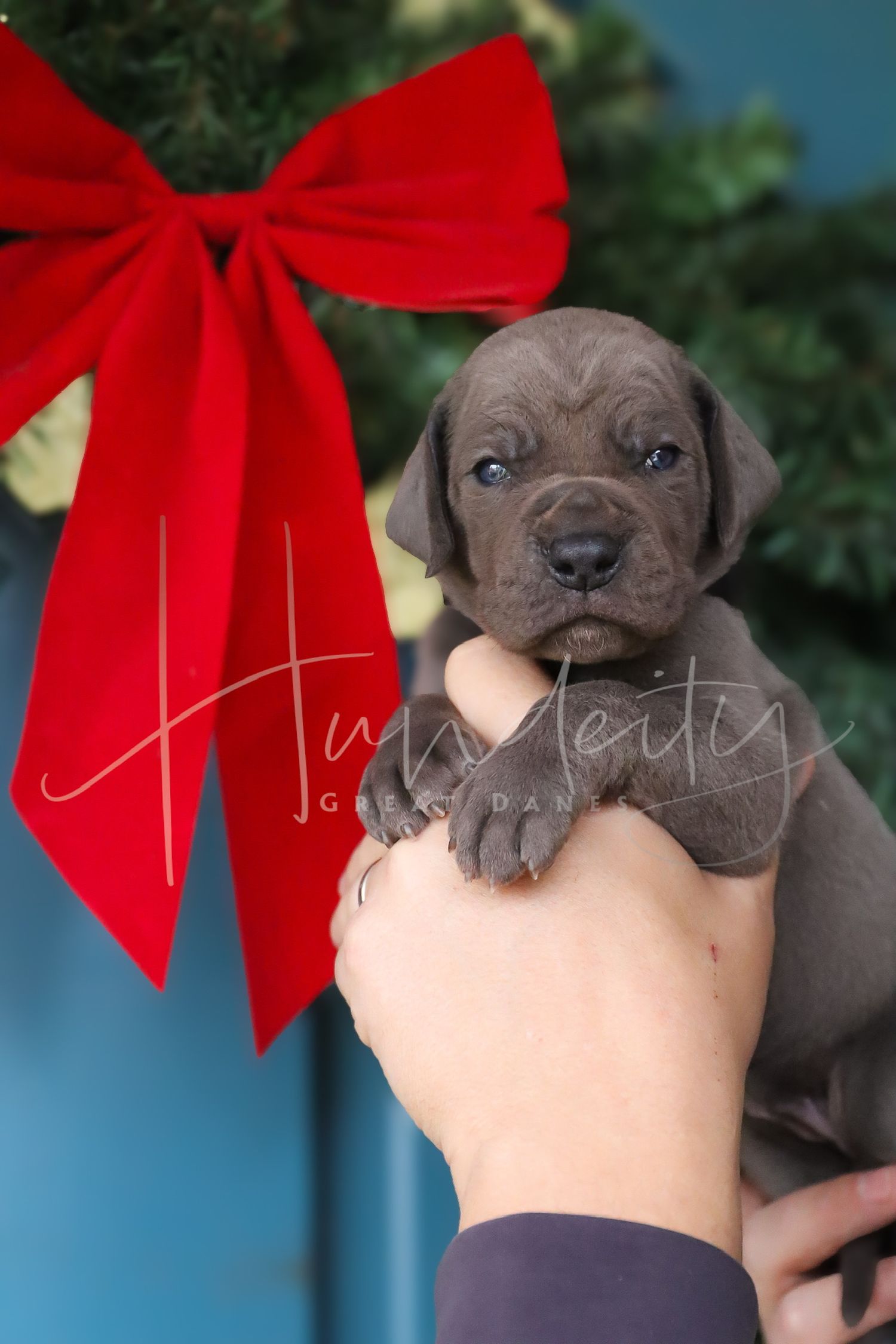 Adorable gray pit bull puppy with a festive red Christmas bow sitting against a blue background.