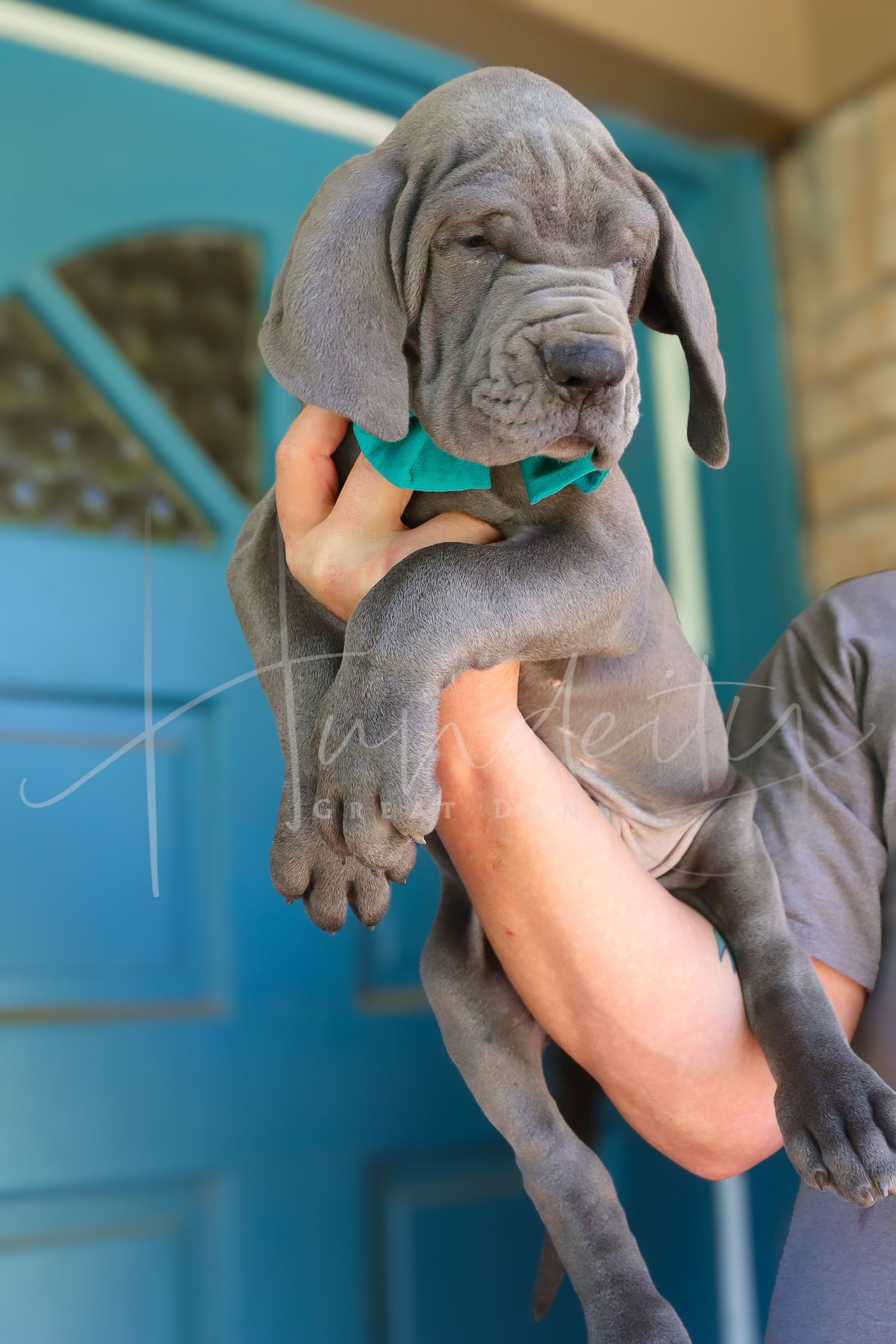 Gus - Blue Male Great Dane