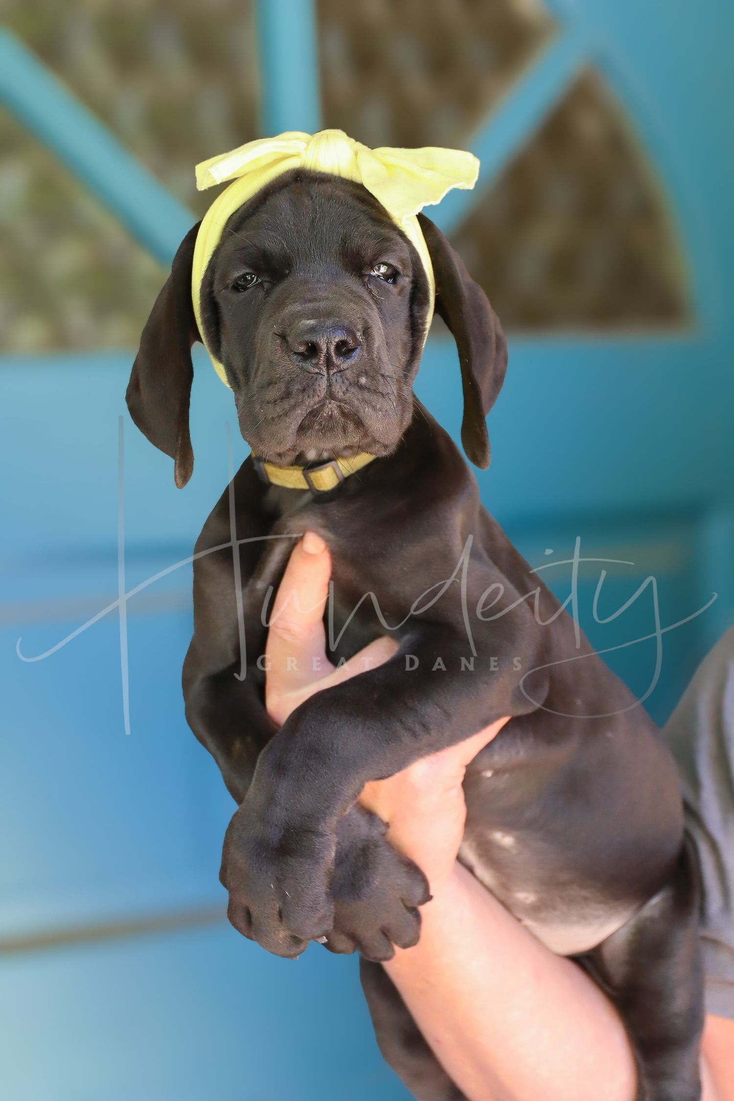 Trini - Black Female Great Dane