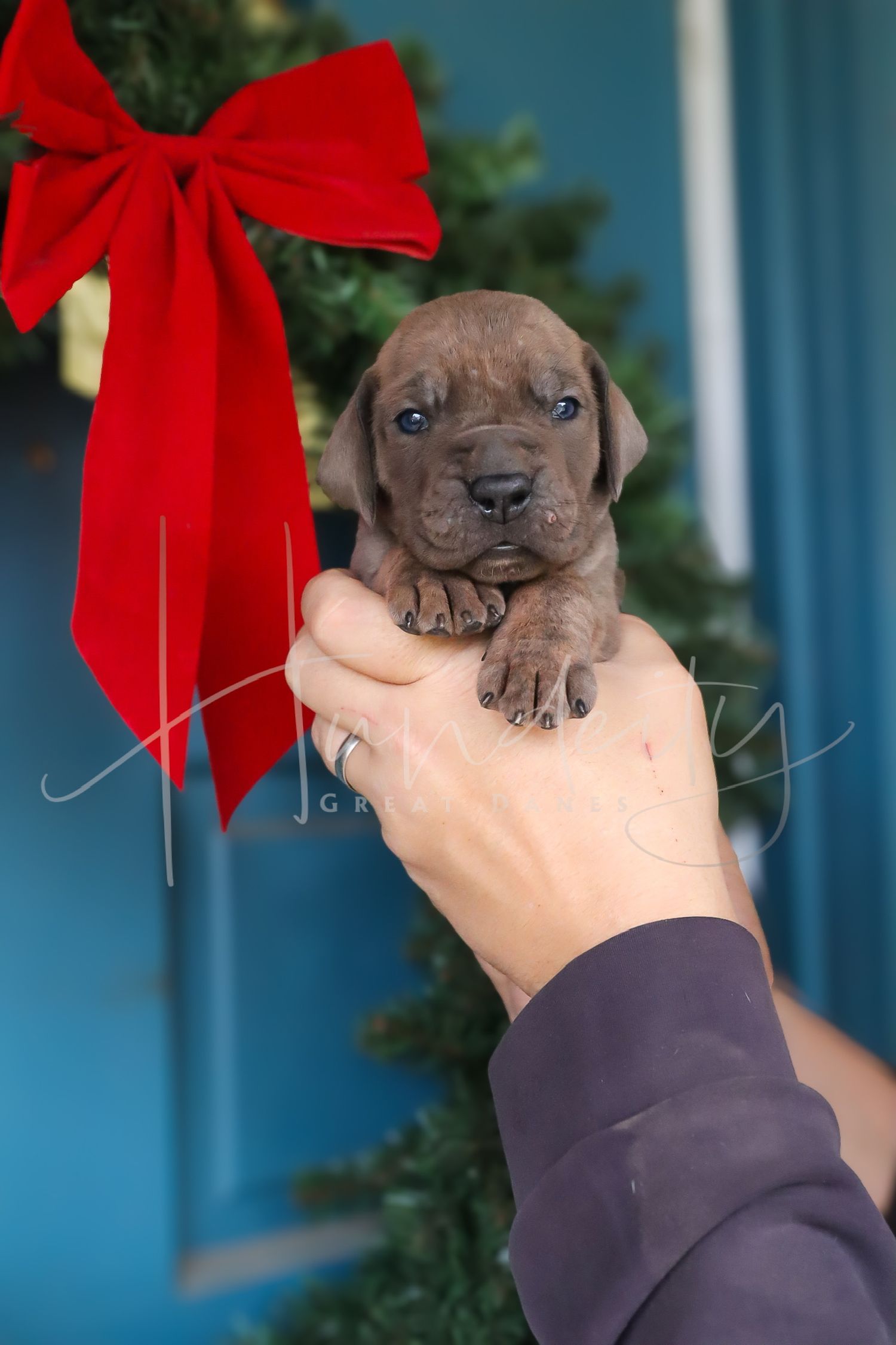 A tiny French Bulldog puppy being displayed in front of a Christmas wreath with a red bow decoration.