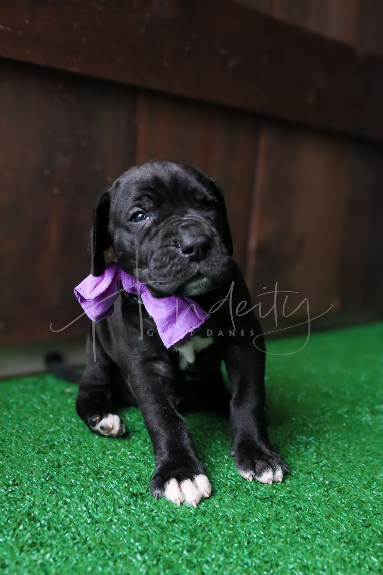 Black Great Dane puppy wearing a purple bow tie sitting on green grass in front of a wooden fence.