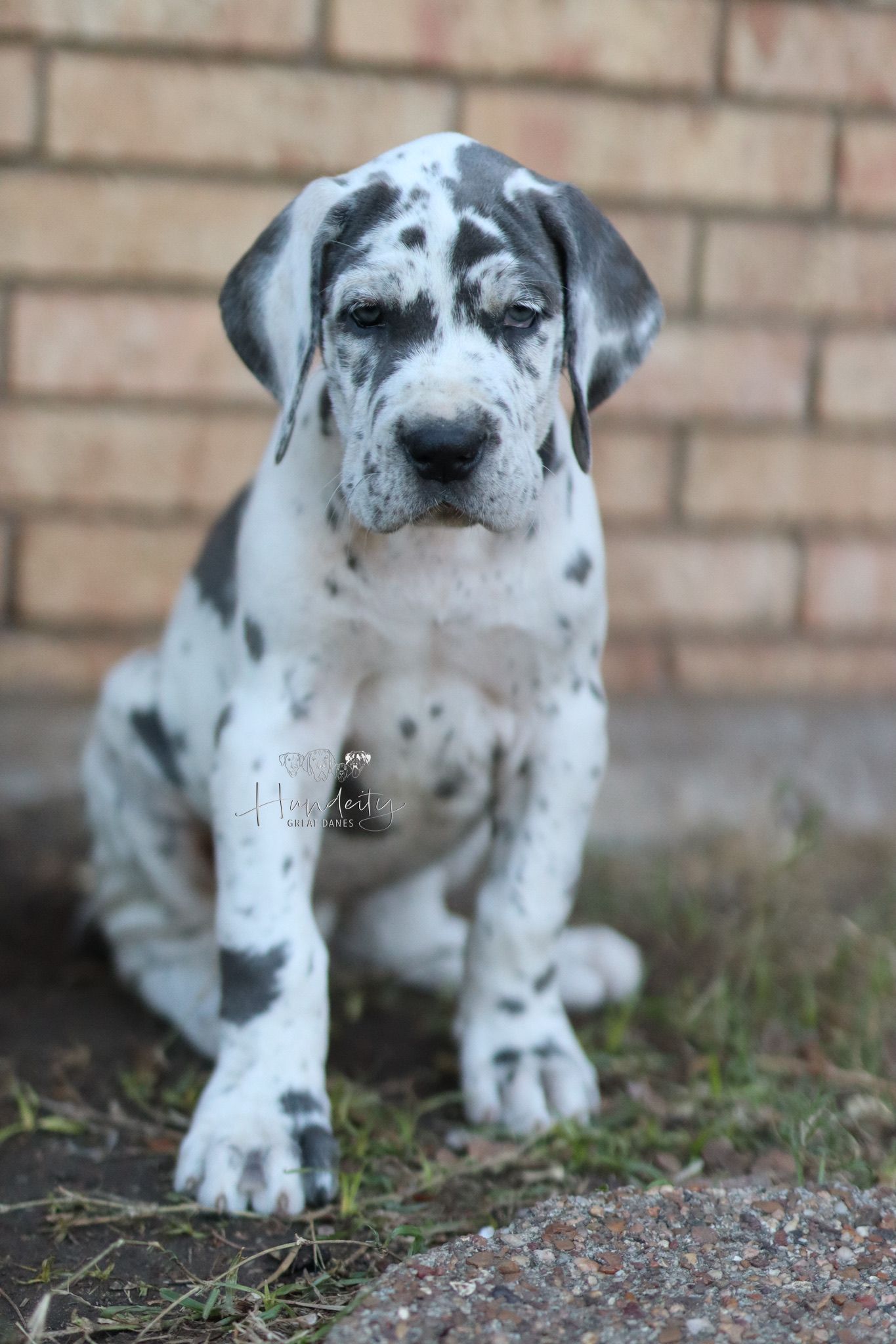A spotted Dalmatian puppy explores the ground near a brick wall in a series of close-up shots.