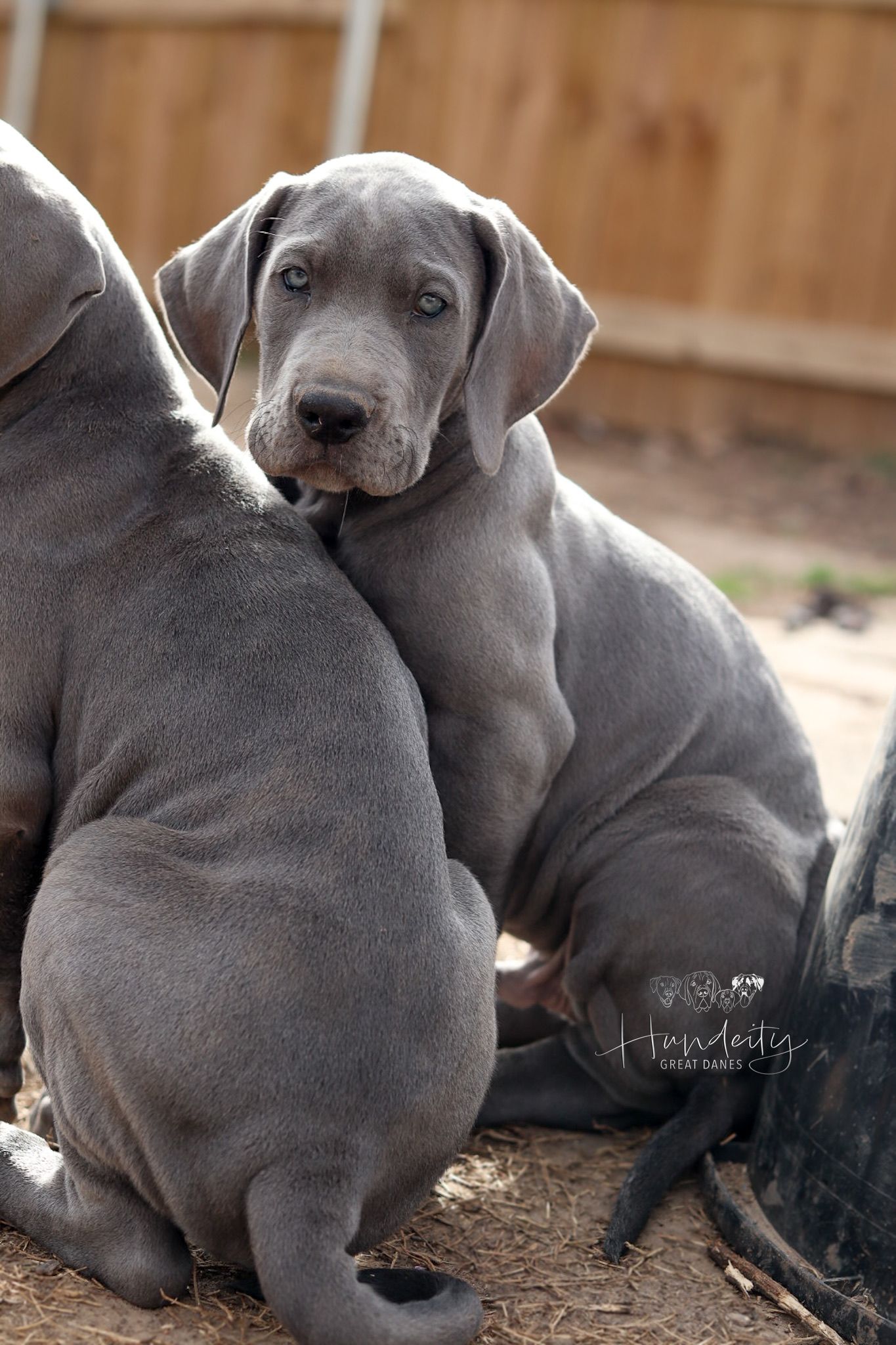 Barret - Blue Male Great Dane