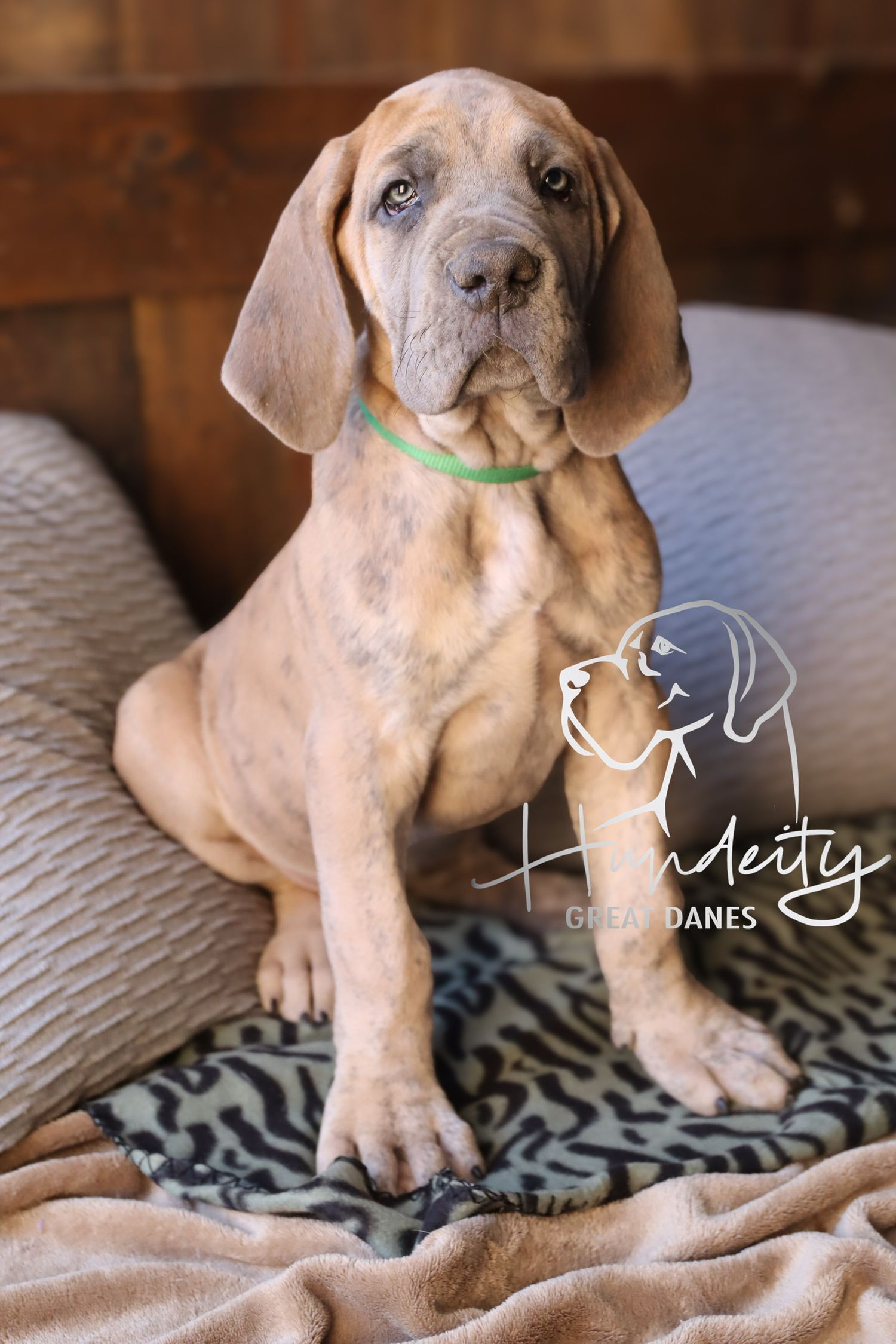 Gamora - Blue Brindle Female Great Dane