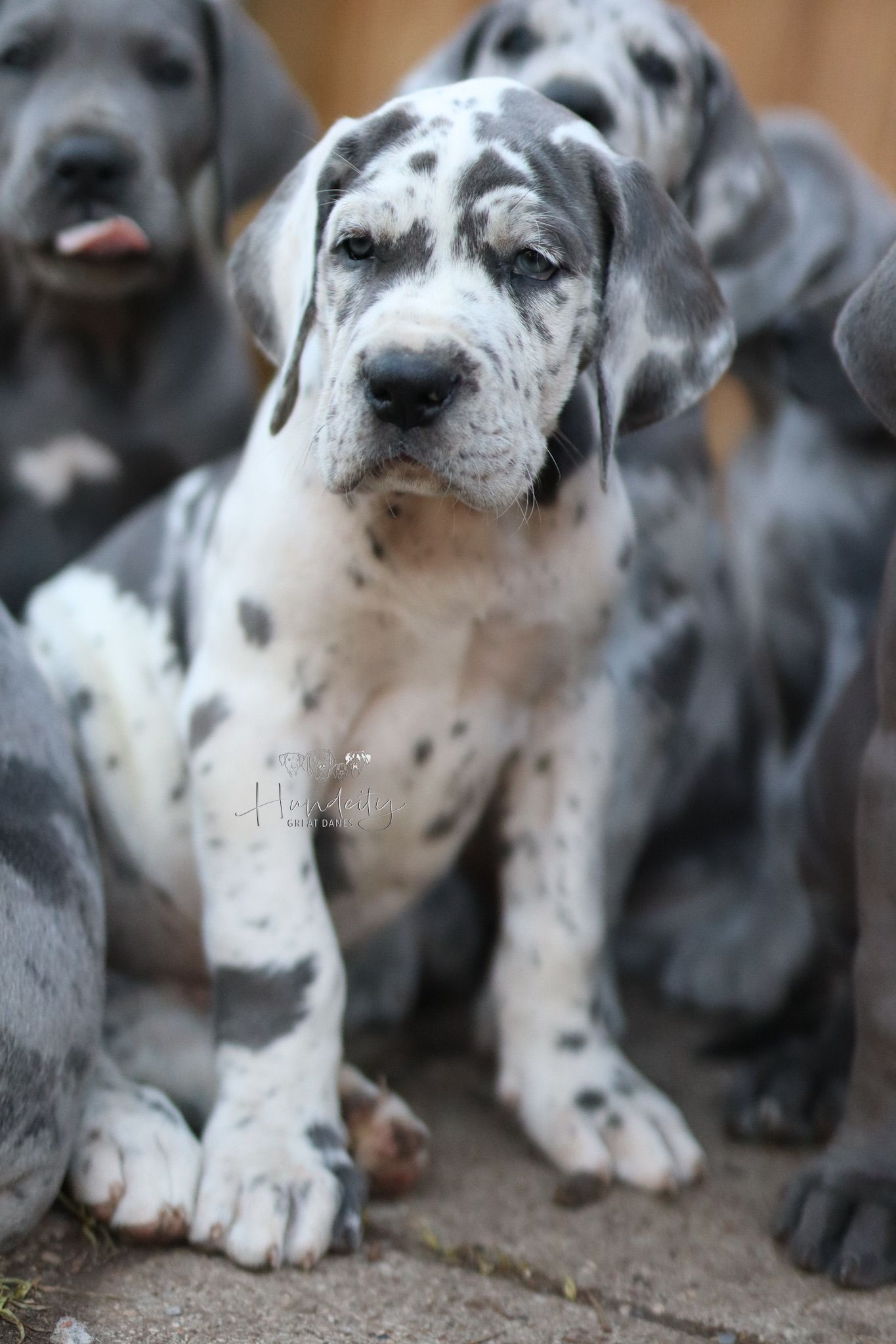 Spotted Great Dane puppy with black and white markings sitting among other puppies outdoors.