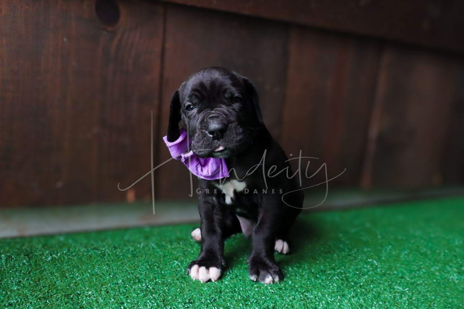 Adorable black Great Dane puppy with purple bow sitting on artificial turf.
