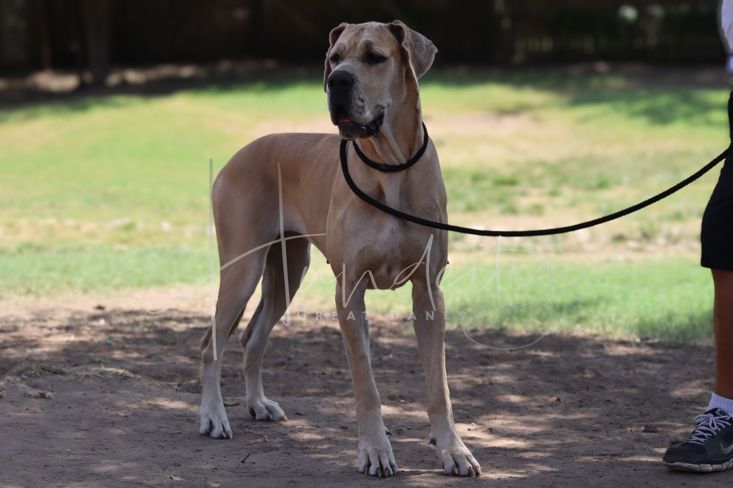 A large fawn Great Dane dog on a black leash standing outdoors on dirt ground with green grass in the background.