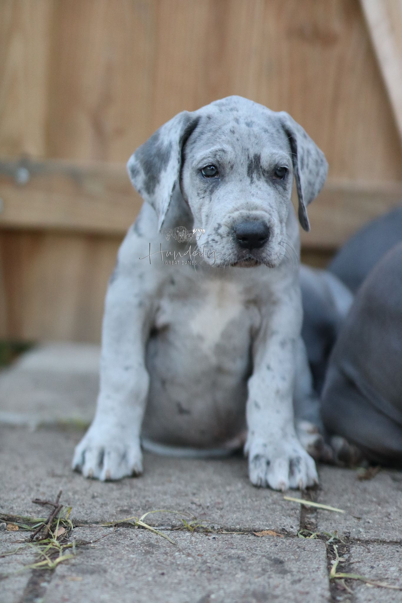 A row of five images showing an adorable spotted gray and white puppy from different close-up angles on concrete ground.