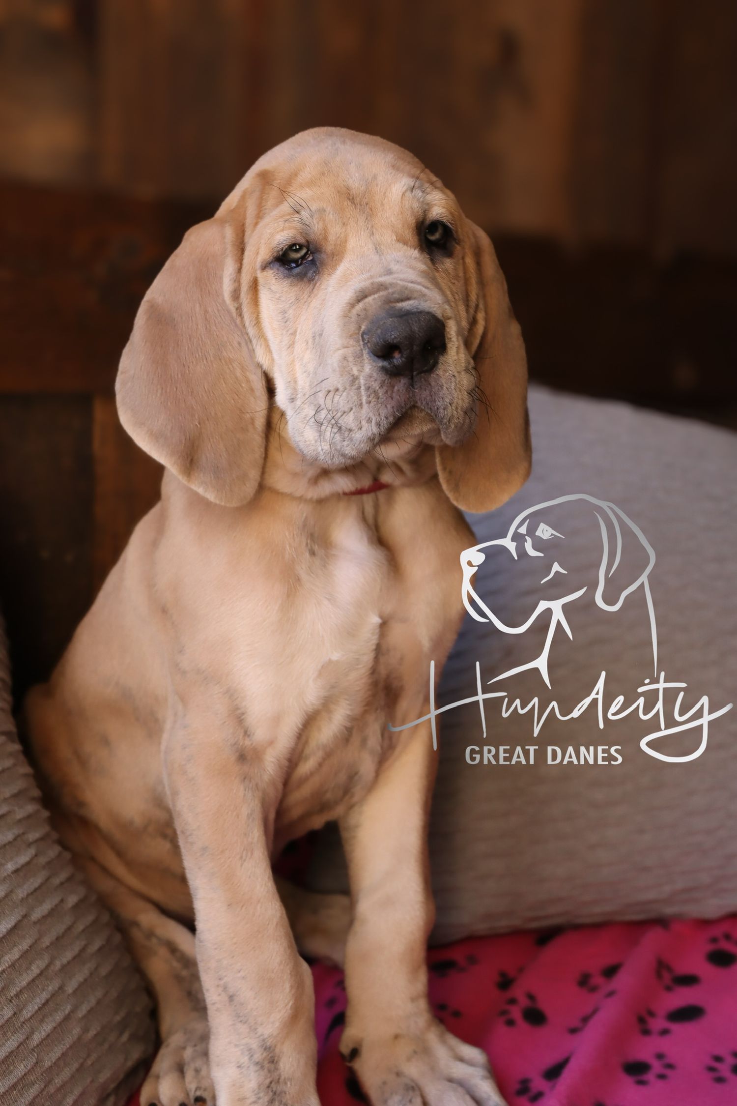Nebula - Blue Brindle Female Great Dane
