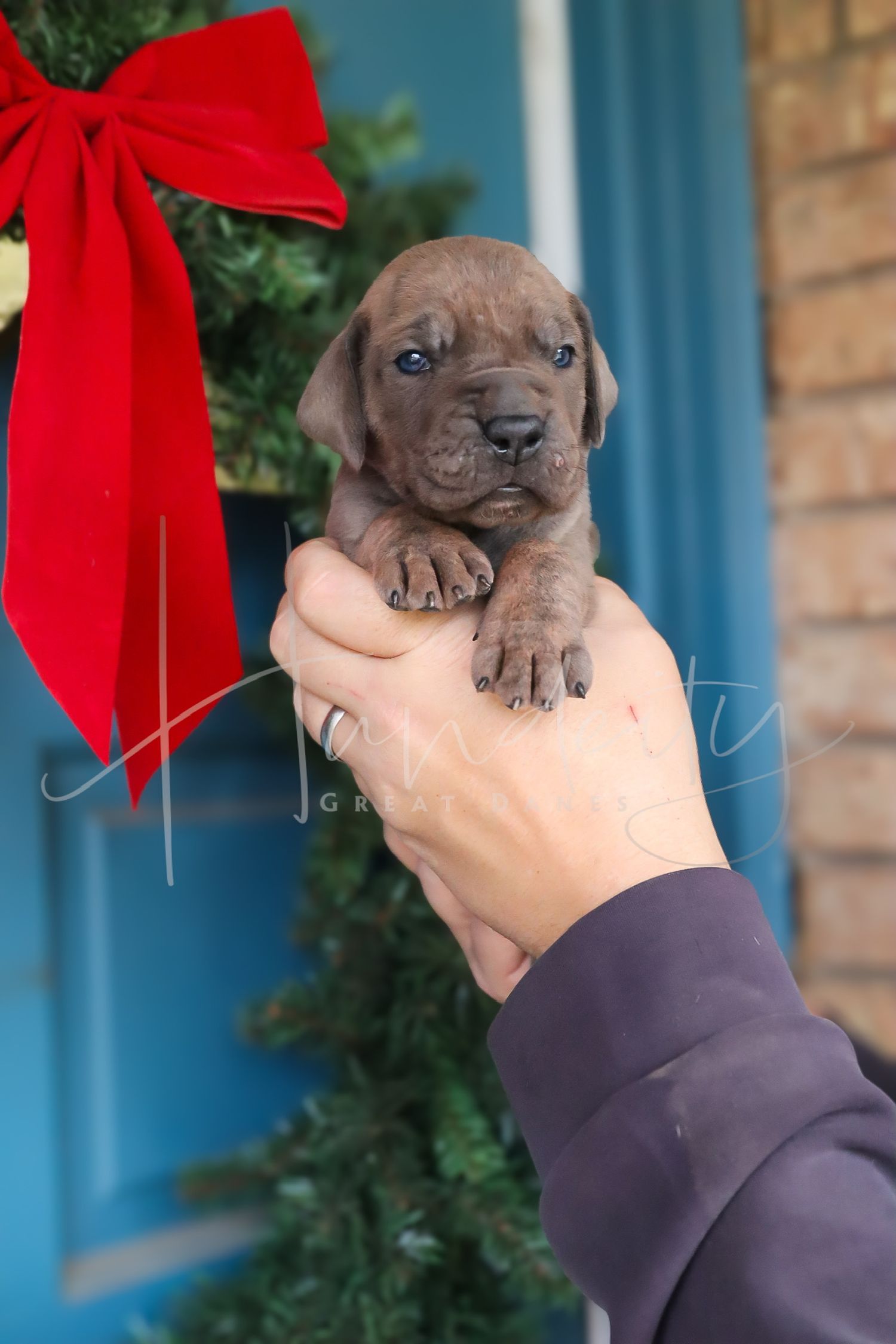 A small brown French Bulldog puppy being held up against a holiday background with a red bow and blue wall.