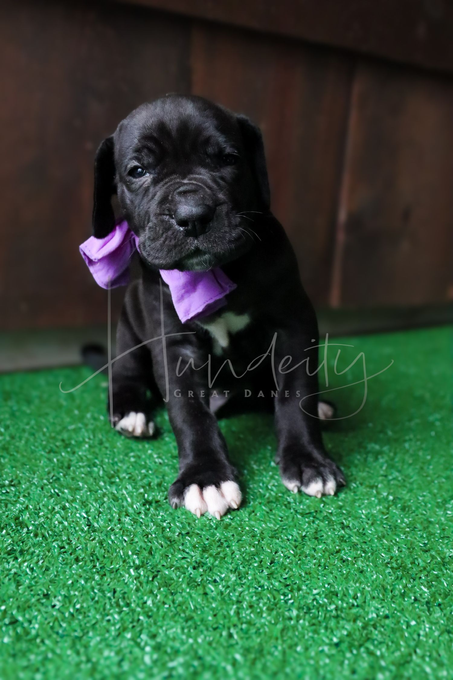 Black Great Dane puppy wearing a purple bow tie sitting on green grass.
