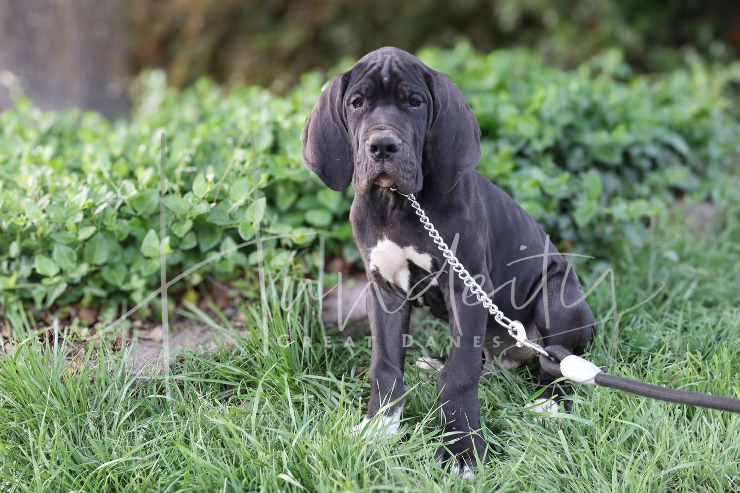 Shredder - Black Male Great Dane