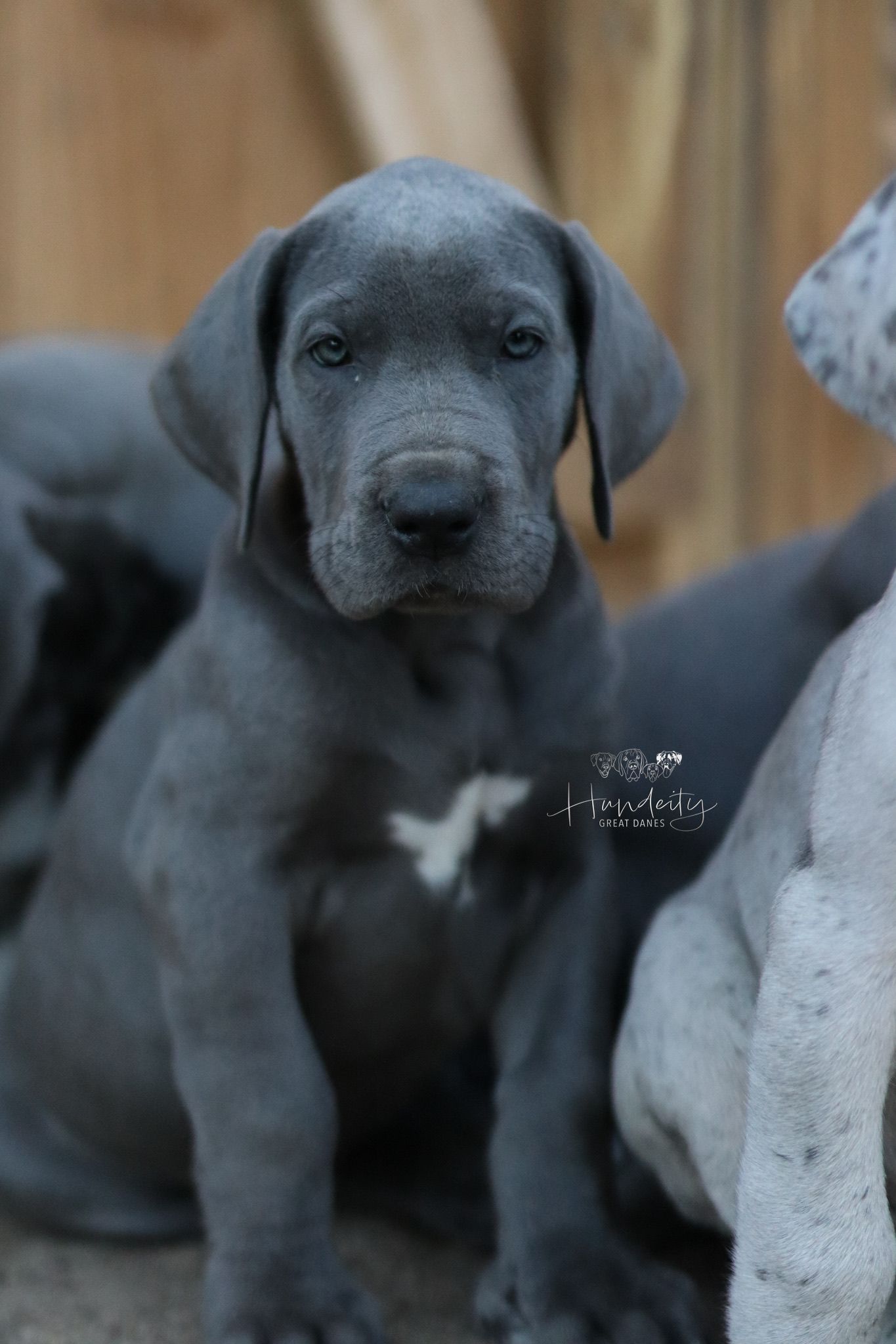 A series of close-up shots showing a sleepy blue Great Dane puppy resting its head against a light-colored surface.