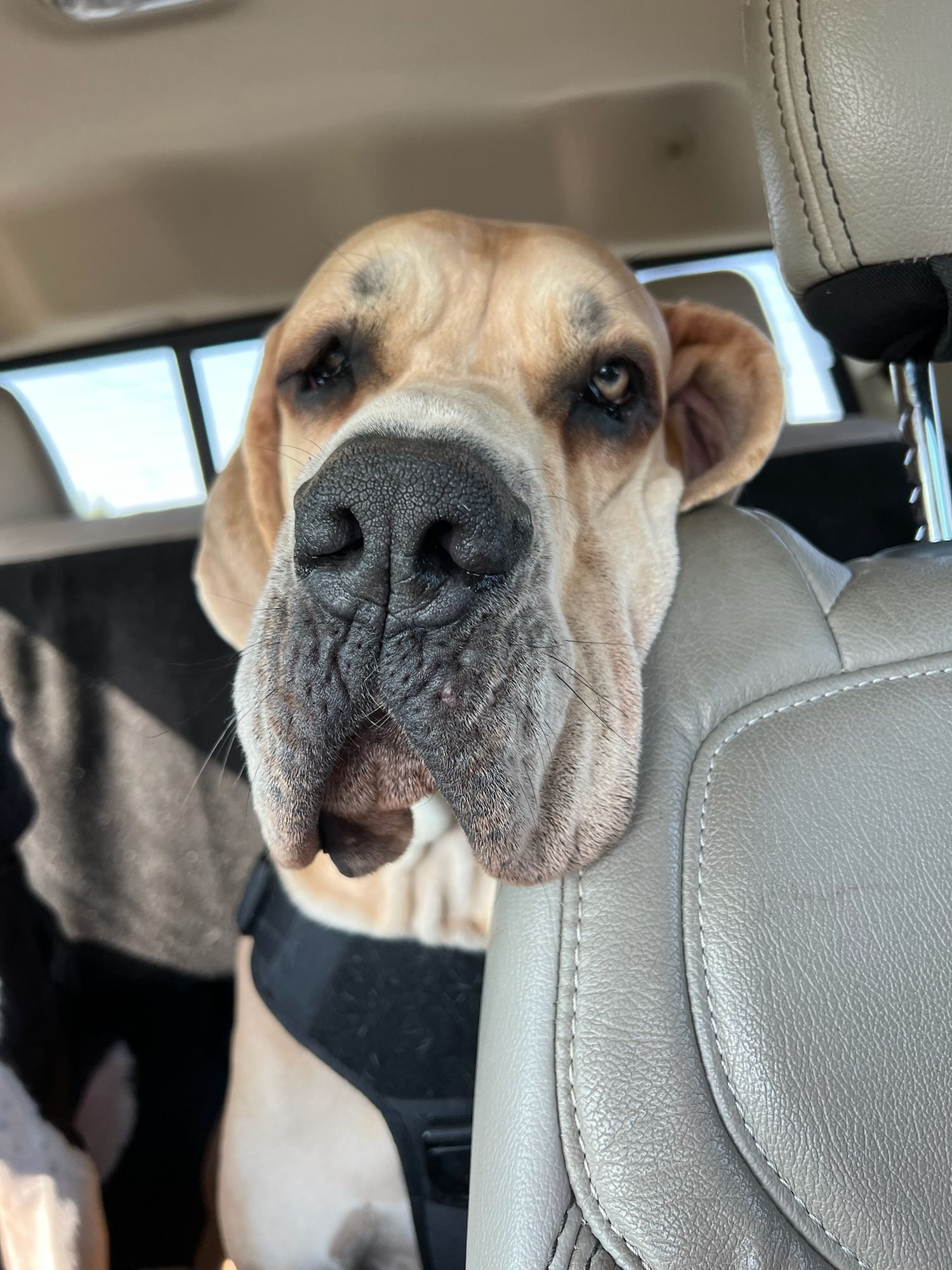 Close-up sequence of a tan dog's face with droopy jowls and expressive eyes looking around in a car interior.
