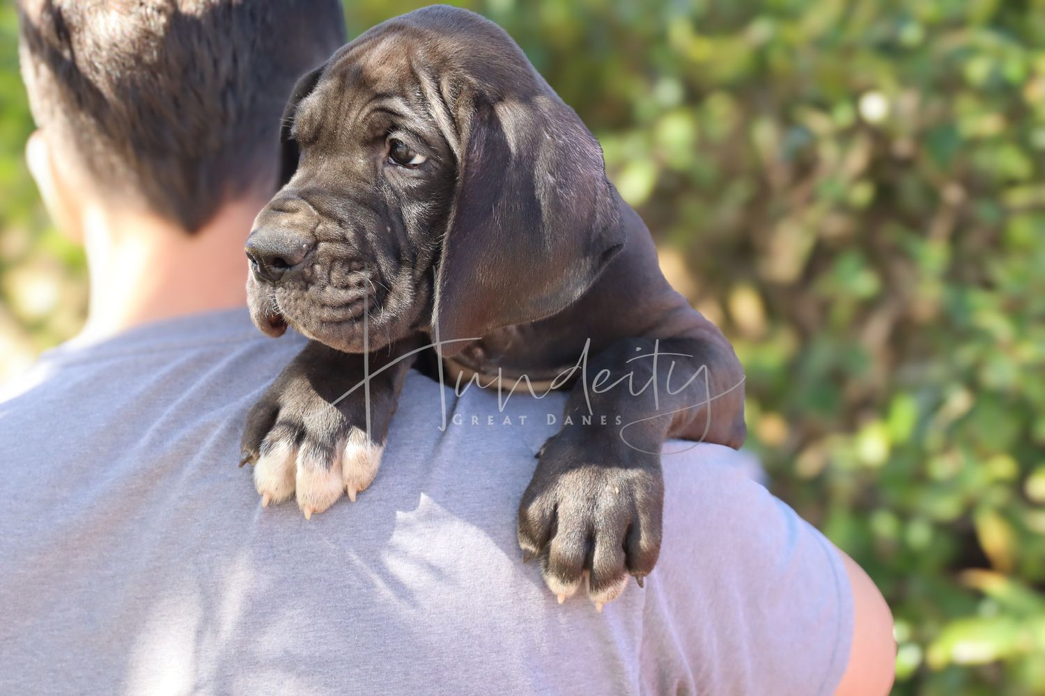 A dark gray Great Dane puppy with wrinkled face rests on a person's shoulder outdoors.