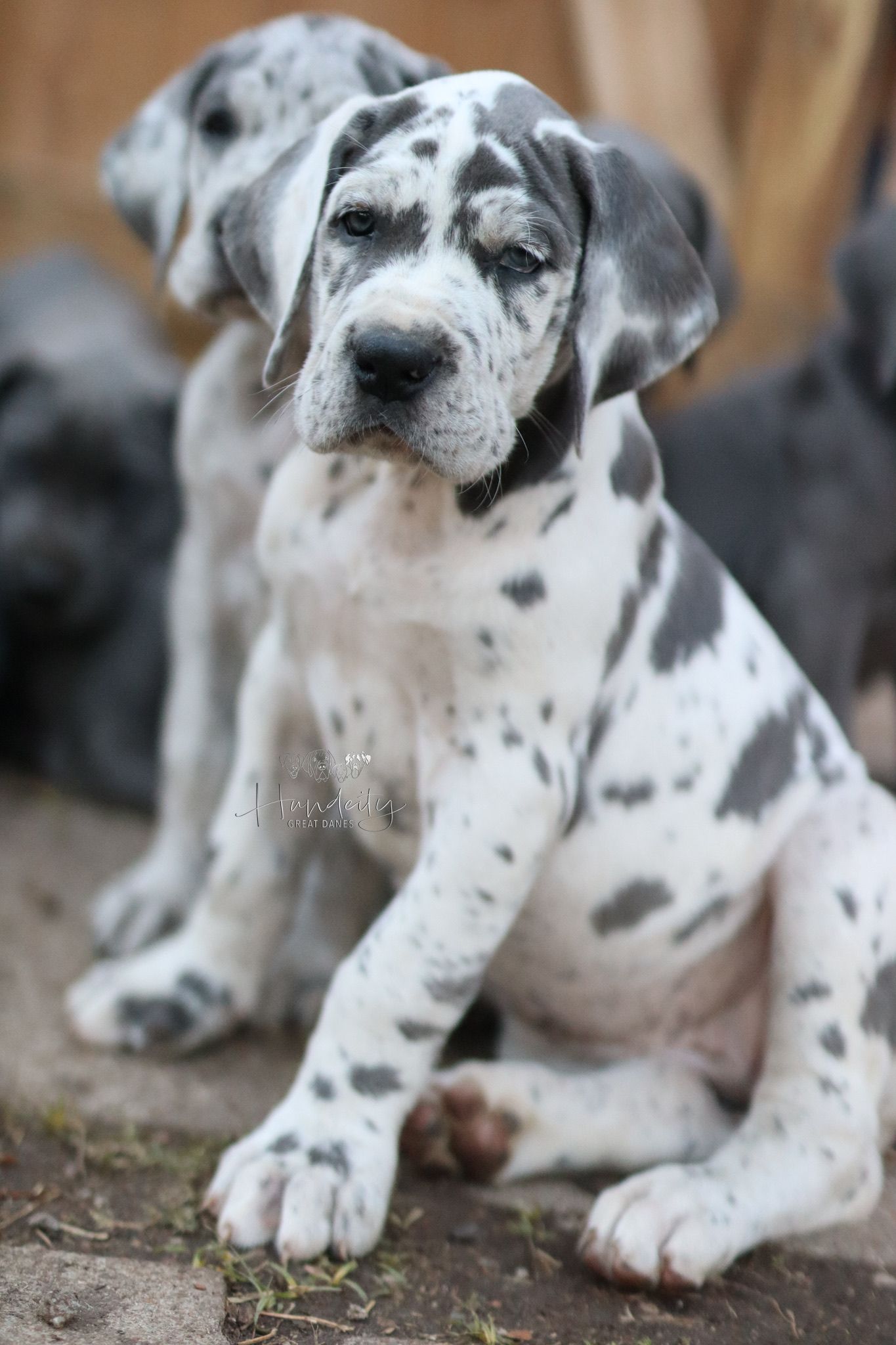 Adorable Great Dane puppy with black and white spotted coat lying on ground in close-up portrait series.