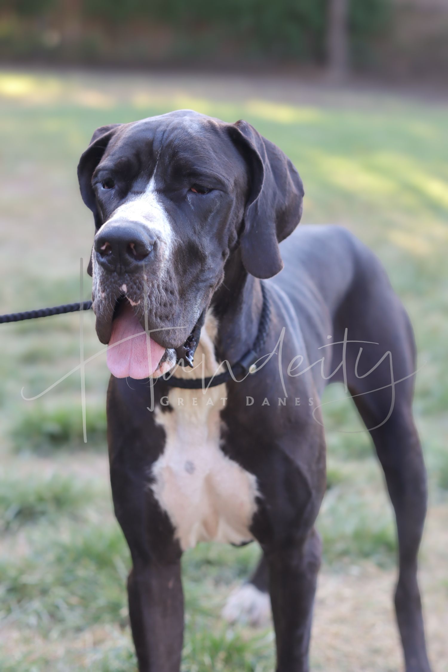 A large black and white Great Dane dog standing on grass with tongue out, wearing a collar and leash.