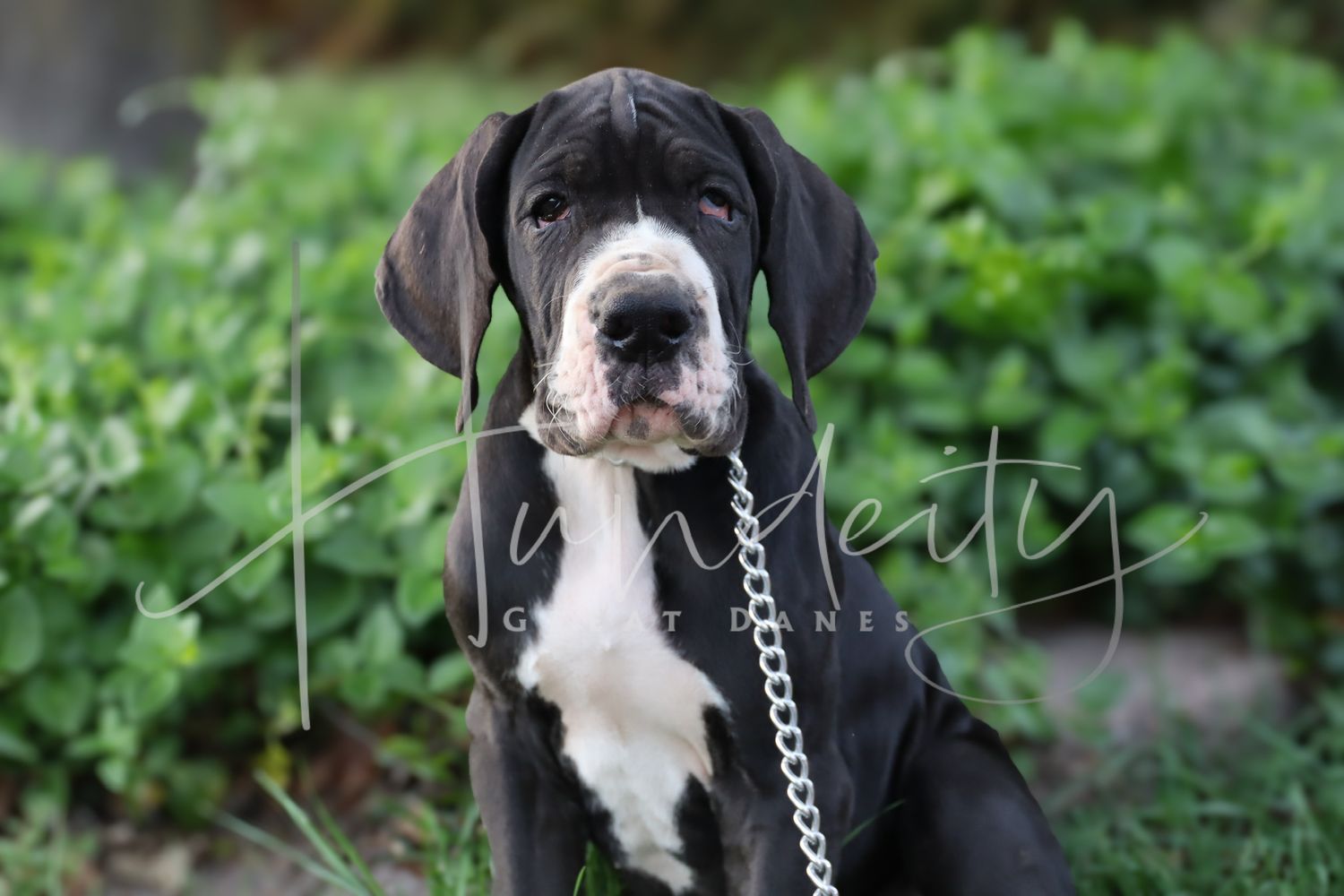Moose - Mantle Male Great Dane