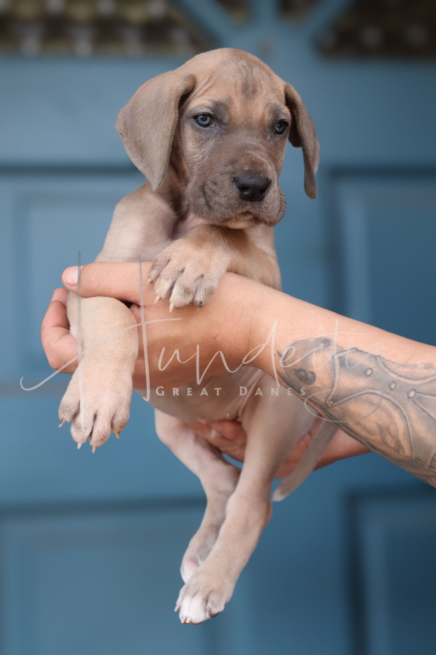 A series of photos showing a small tan puppy being held gently in tattooed hands against a blue background.