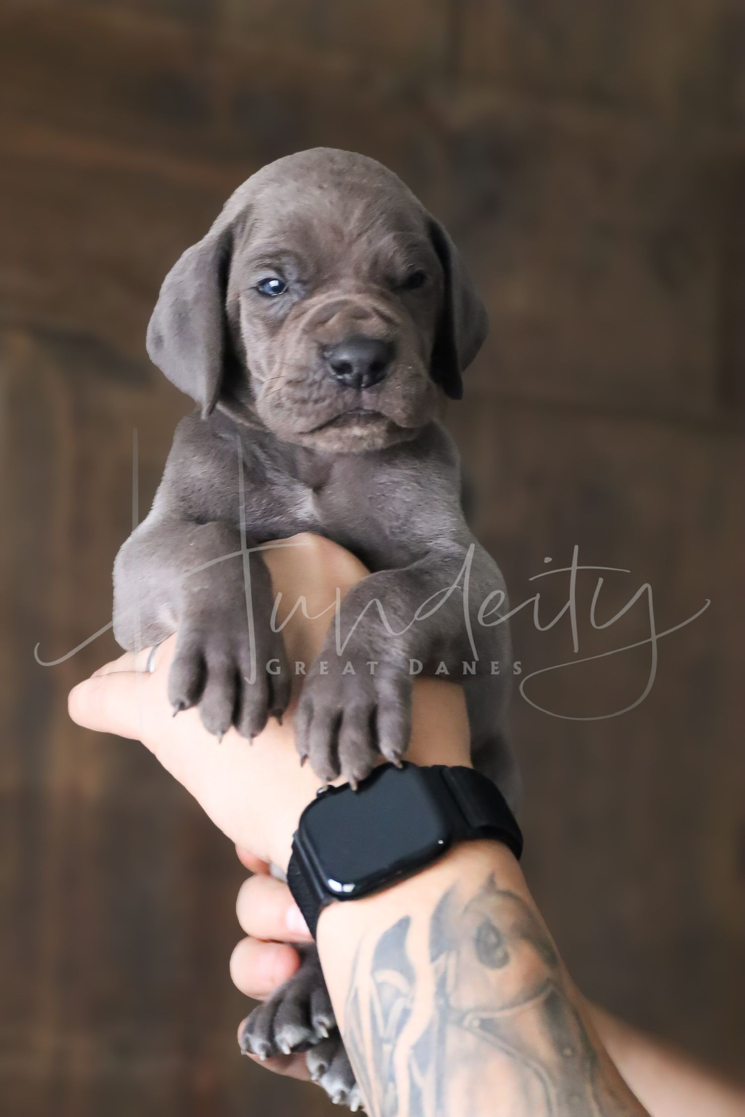 A small grey Neapolitan Mastiff puppy being held up by a tattooed arm against a wooden background.
