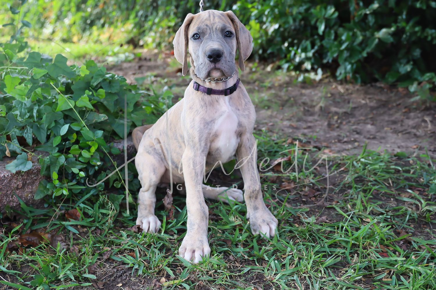 A gray and white Great Dane puppy sits in the grass looking alert and attentive with perked ears.