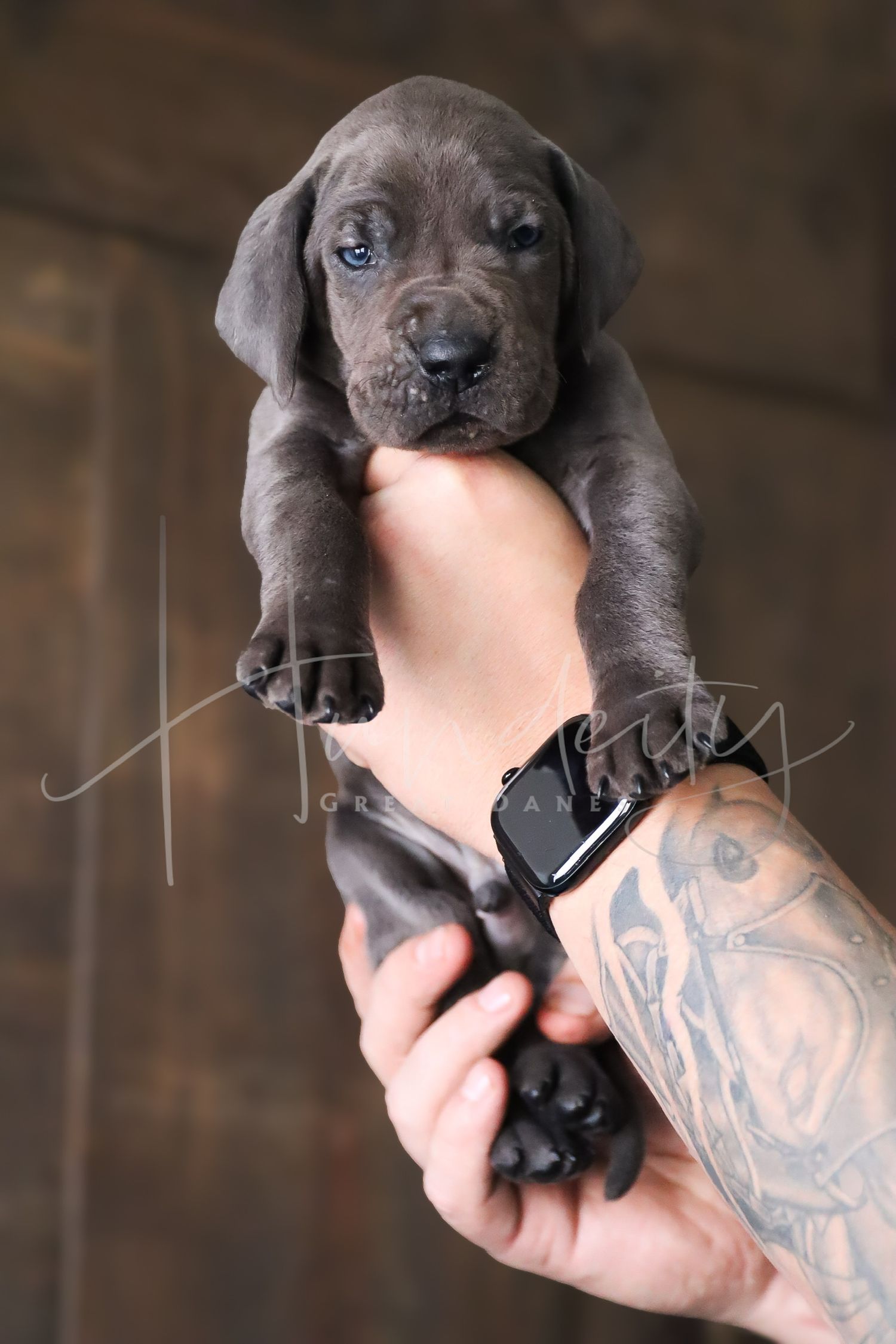 A sequence of photos showing a small dark-colored puppy being held in tattooed hands against a wooden background.