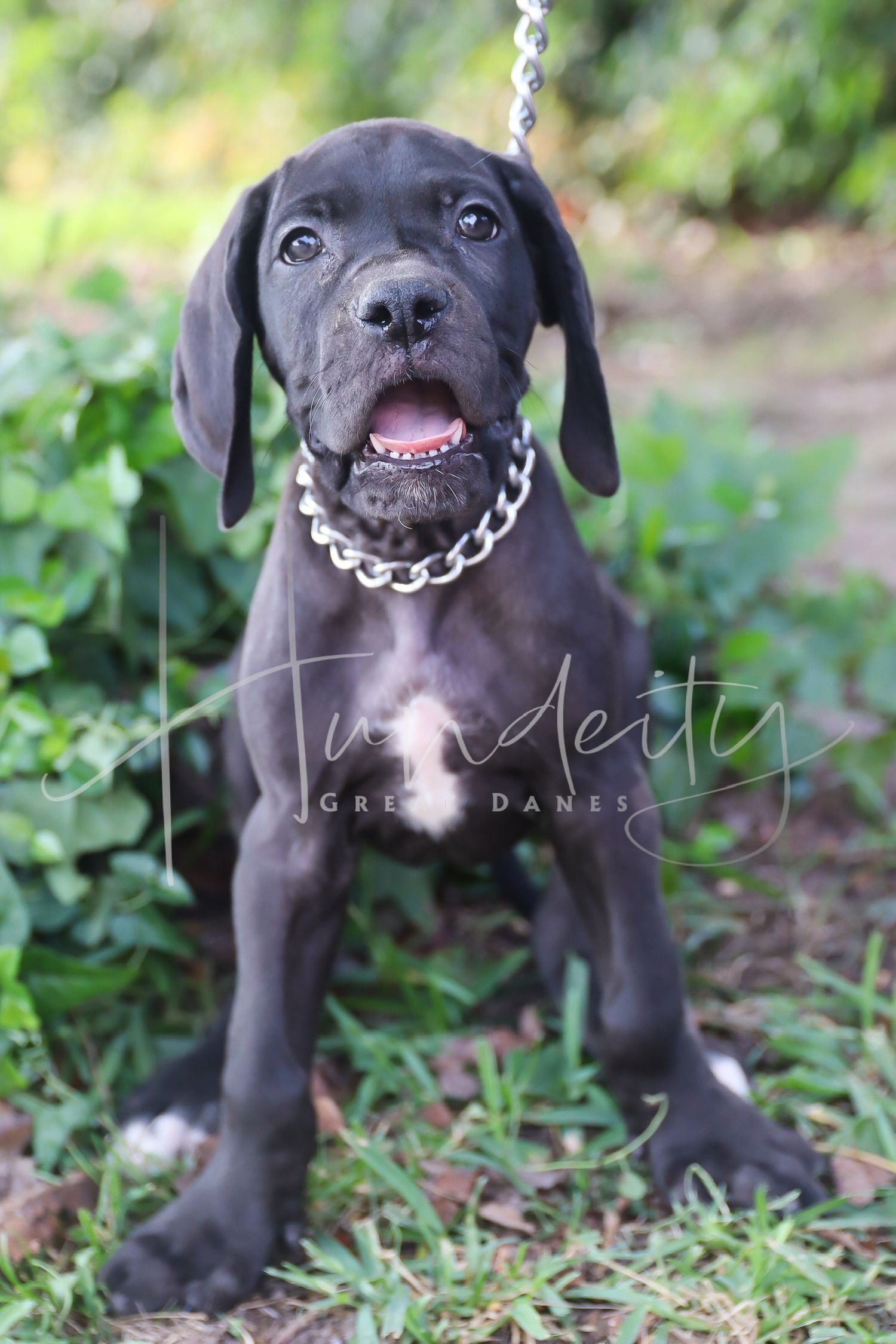 Adorable black Great Dane puppy wearing a silver chain collar plays in green grass during outdoor photoshoot.