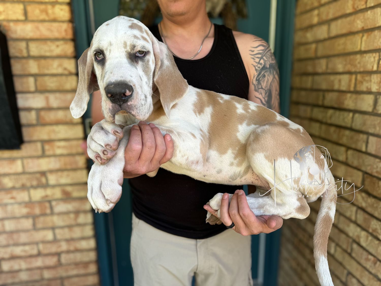 Loiuse - Blue Fawn Harlequin Female Great Dane