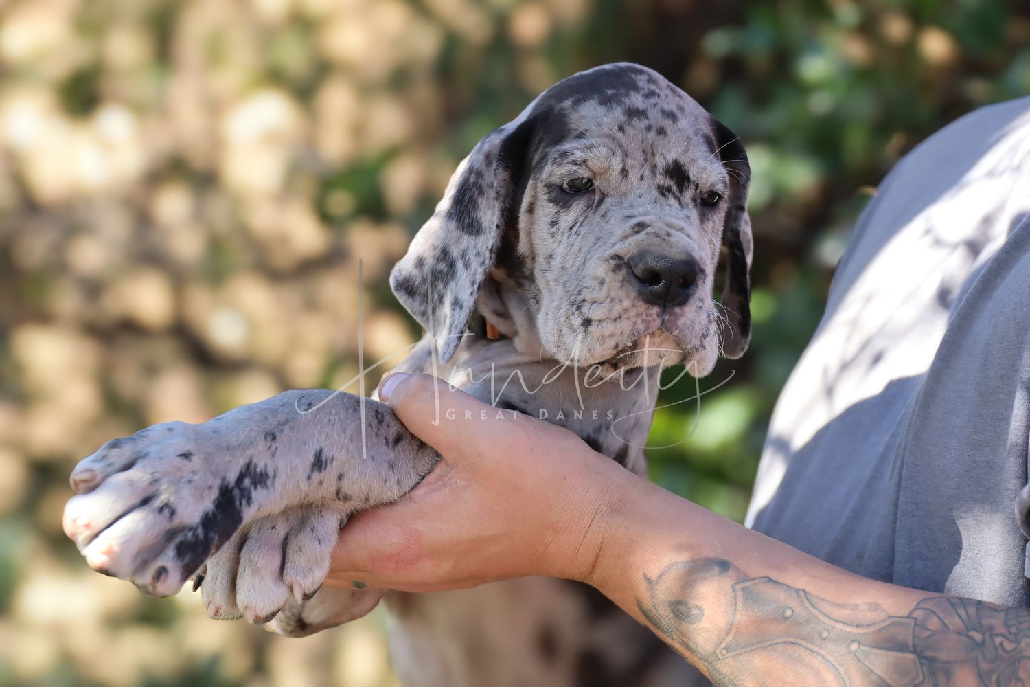 Bronco - Merle Male Great Dane
