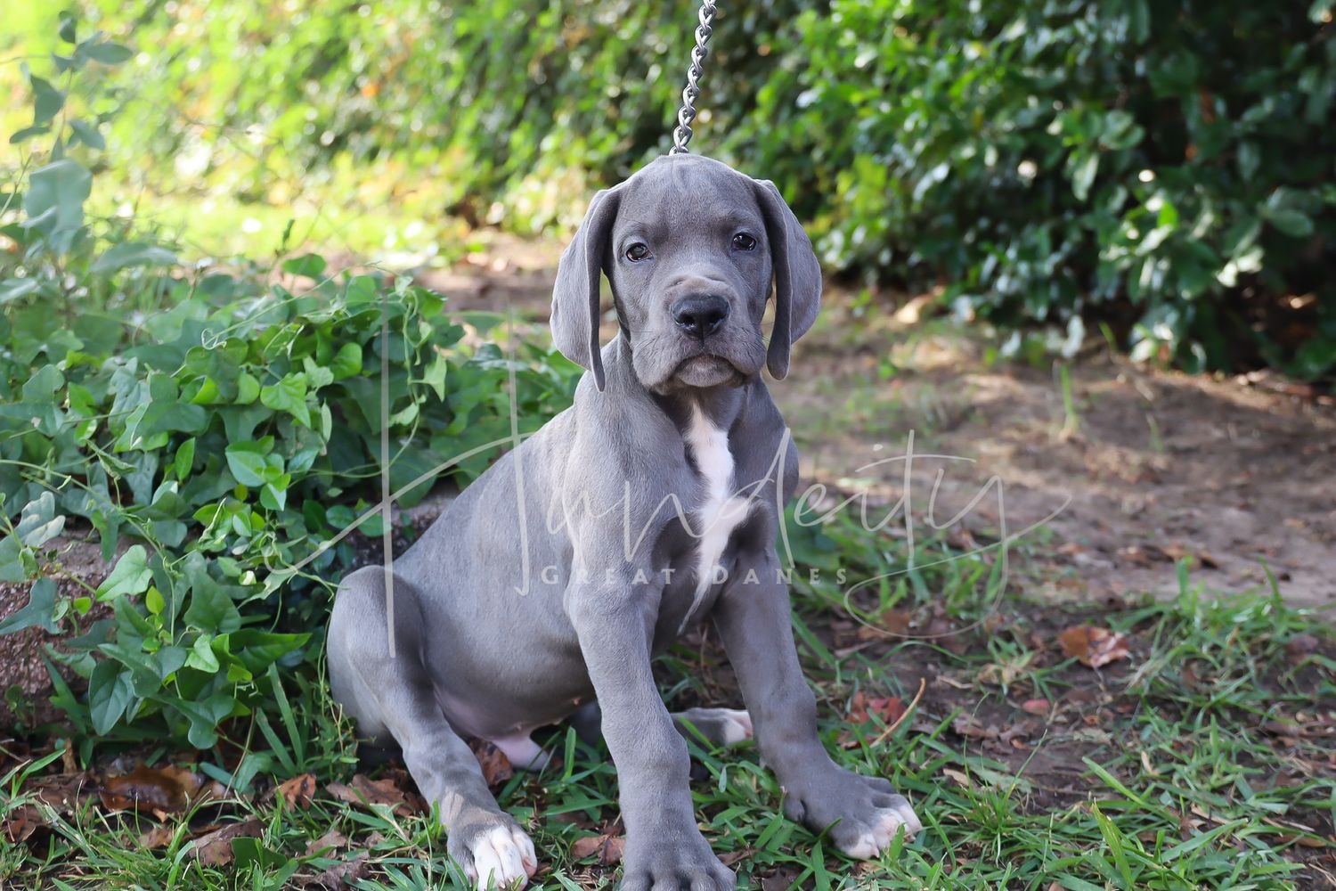 A group of seven Weimaraner puppies sitting and playing in a garden setting with green foliage in the background.