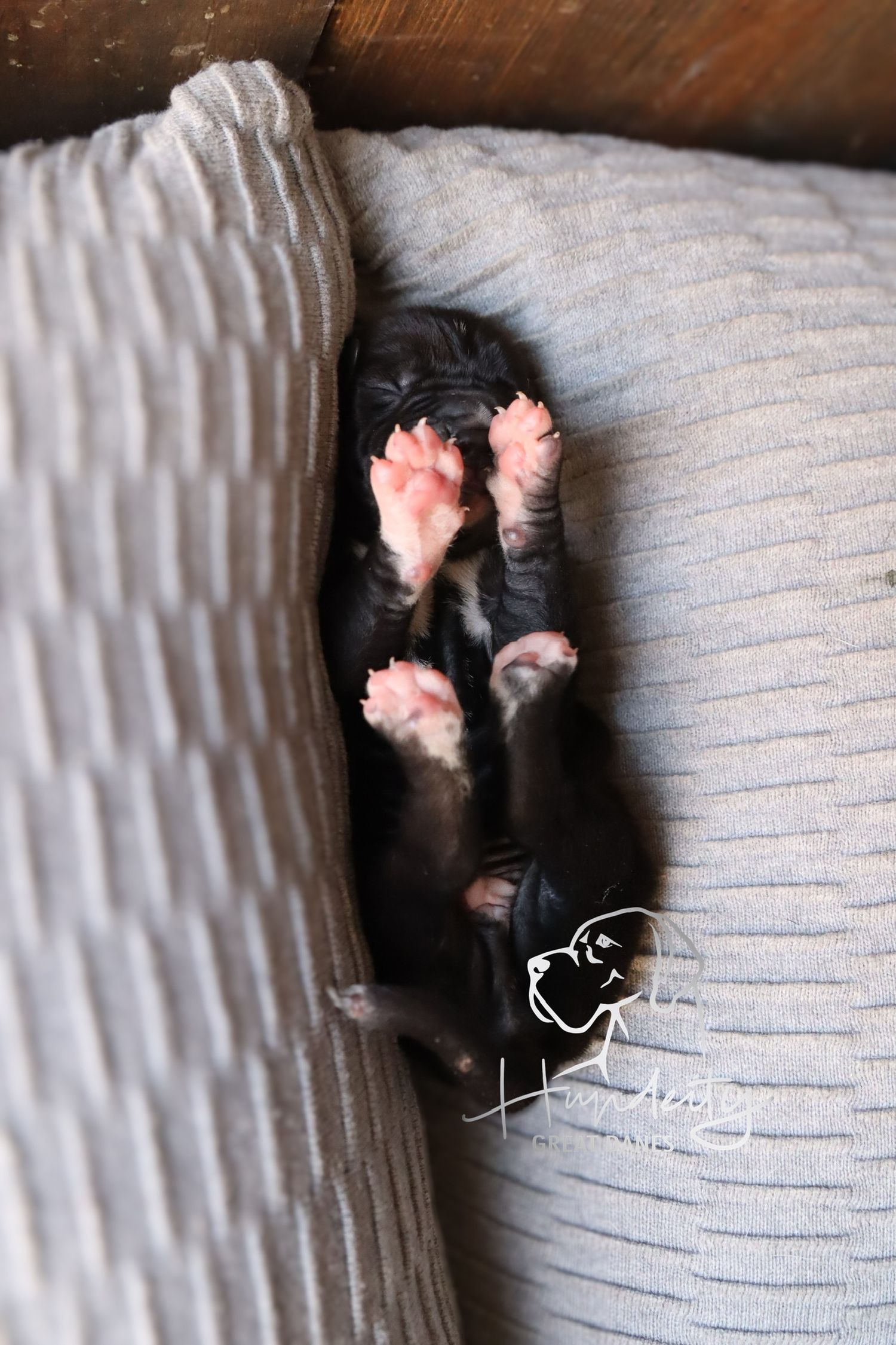 Newborn black puppy sleeping on its back between two gray pillows, showing tiny pink paws in the air.