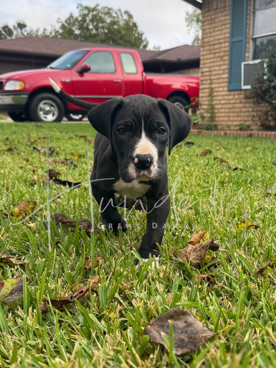 A black dog with white markings explores a grassy lawn with fallen leaves near a brick house.