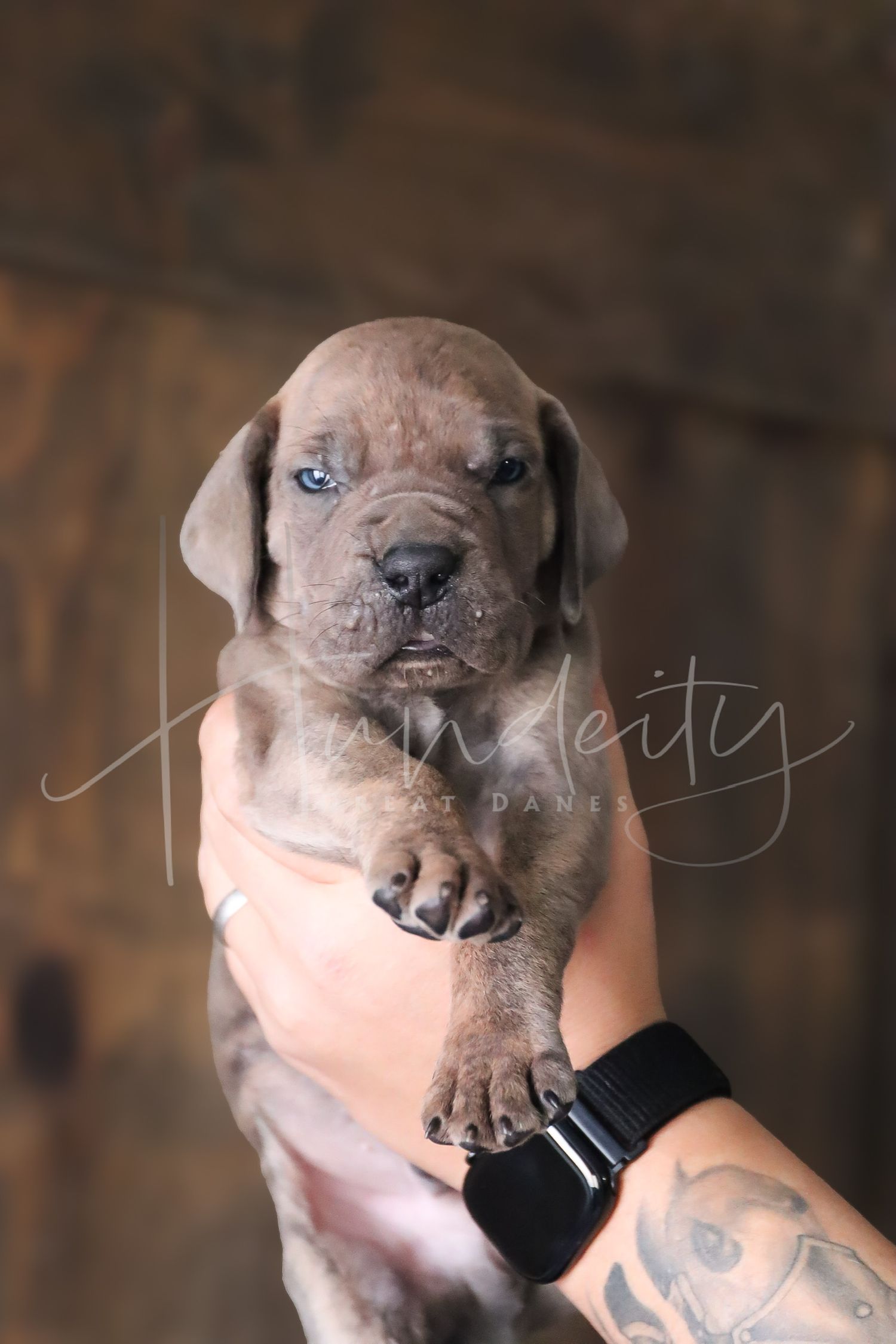 A series of five photos showing an adorable wrinkly Shar Pei puppy being held against a dark background.