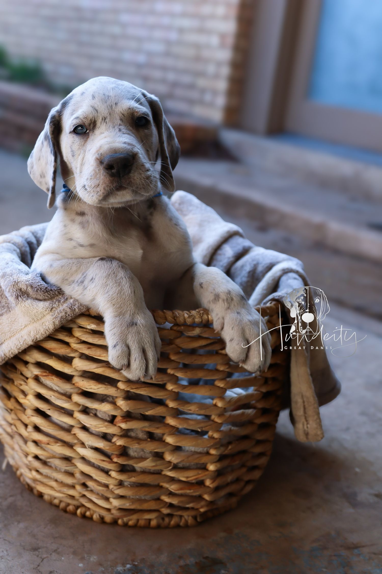 Adorable puppy resting in a woven basket displays different sleepy expressions in a series of five photos.