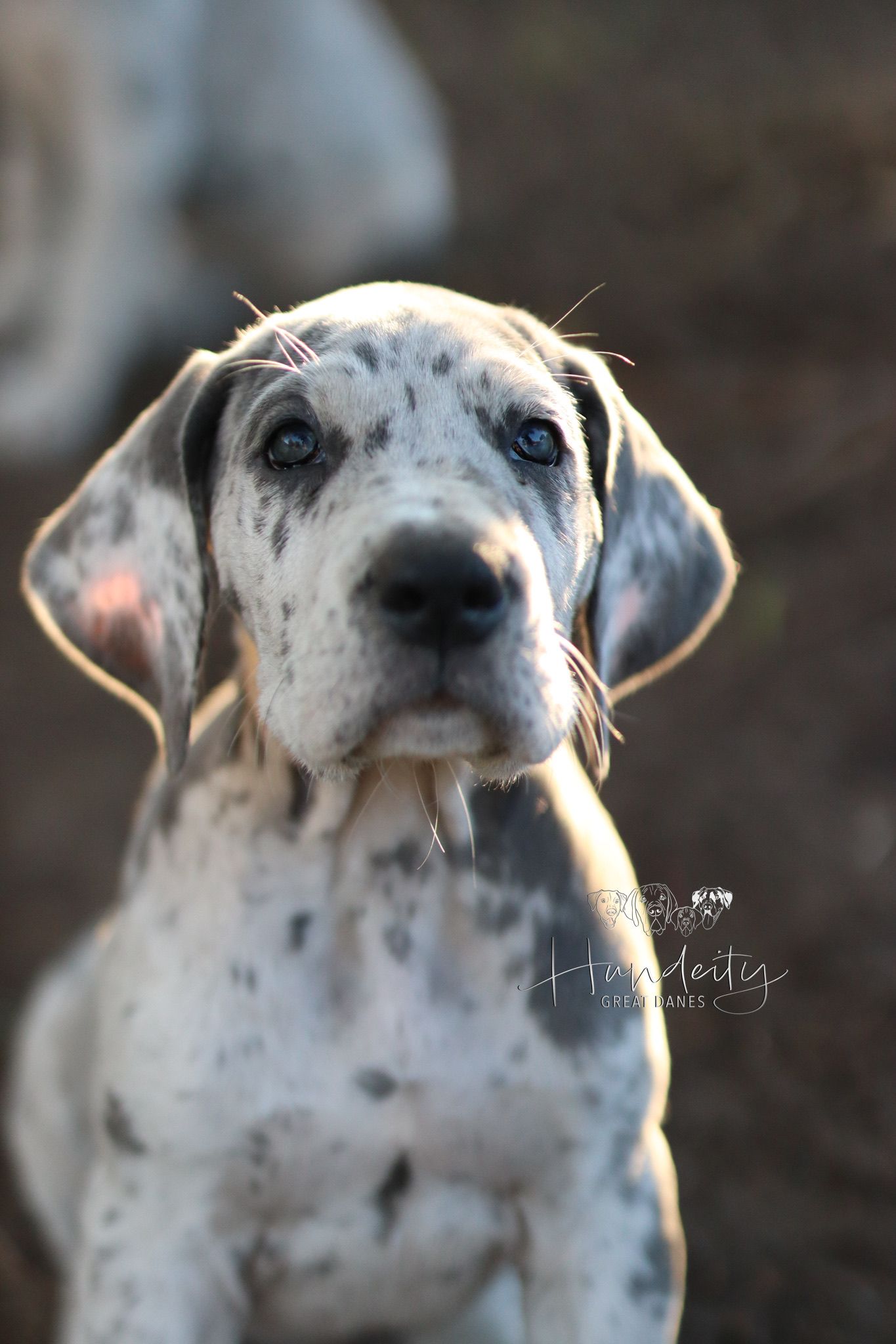 A spotted white and black dog with bright blue eyes gazes intently at the camera in a series of close-up portraits.