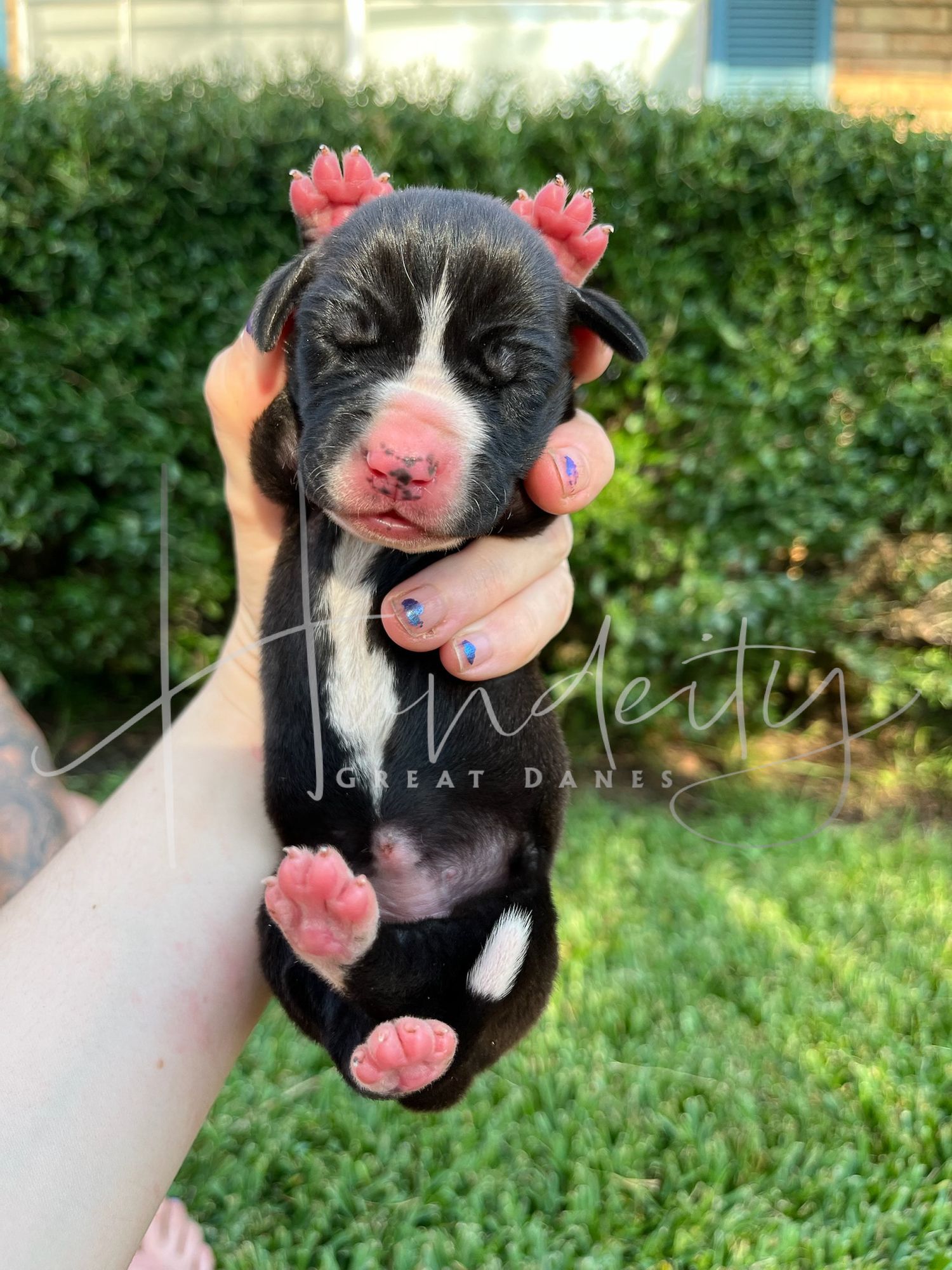 A tiny black puppy sleeps peacefully in the grass with pink paw pads visible.